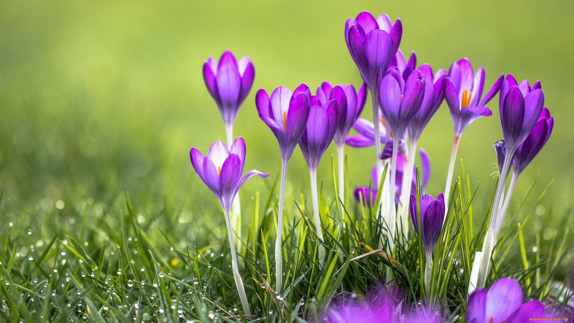 цветы, крокусы, бутоны