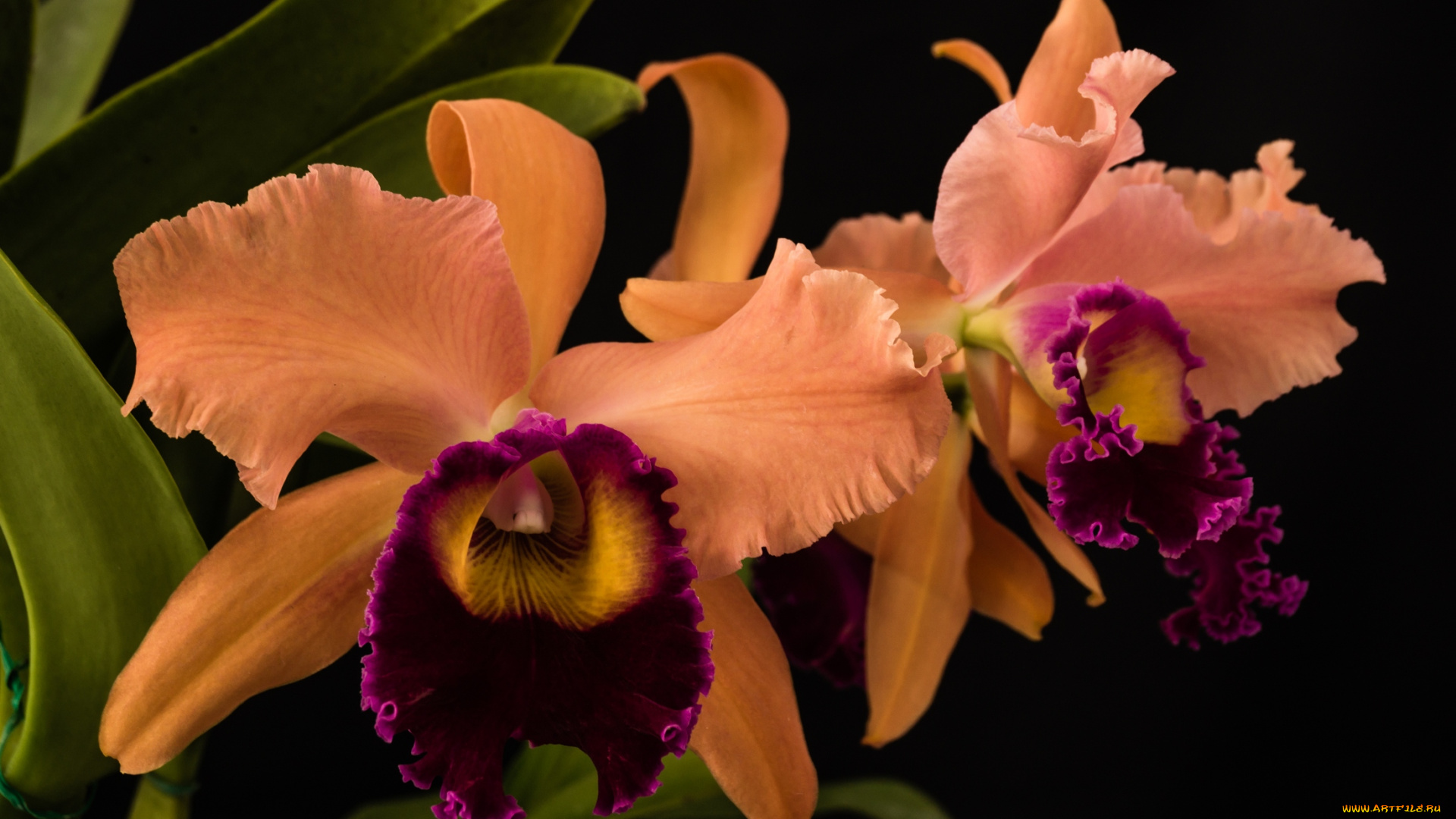 цветы, орхидеи, оранжевая, орхидея