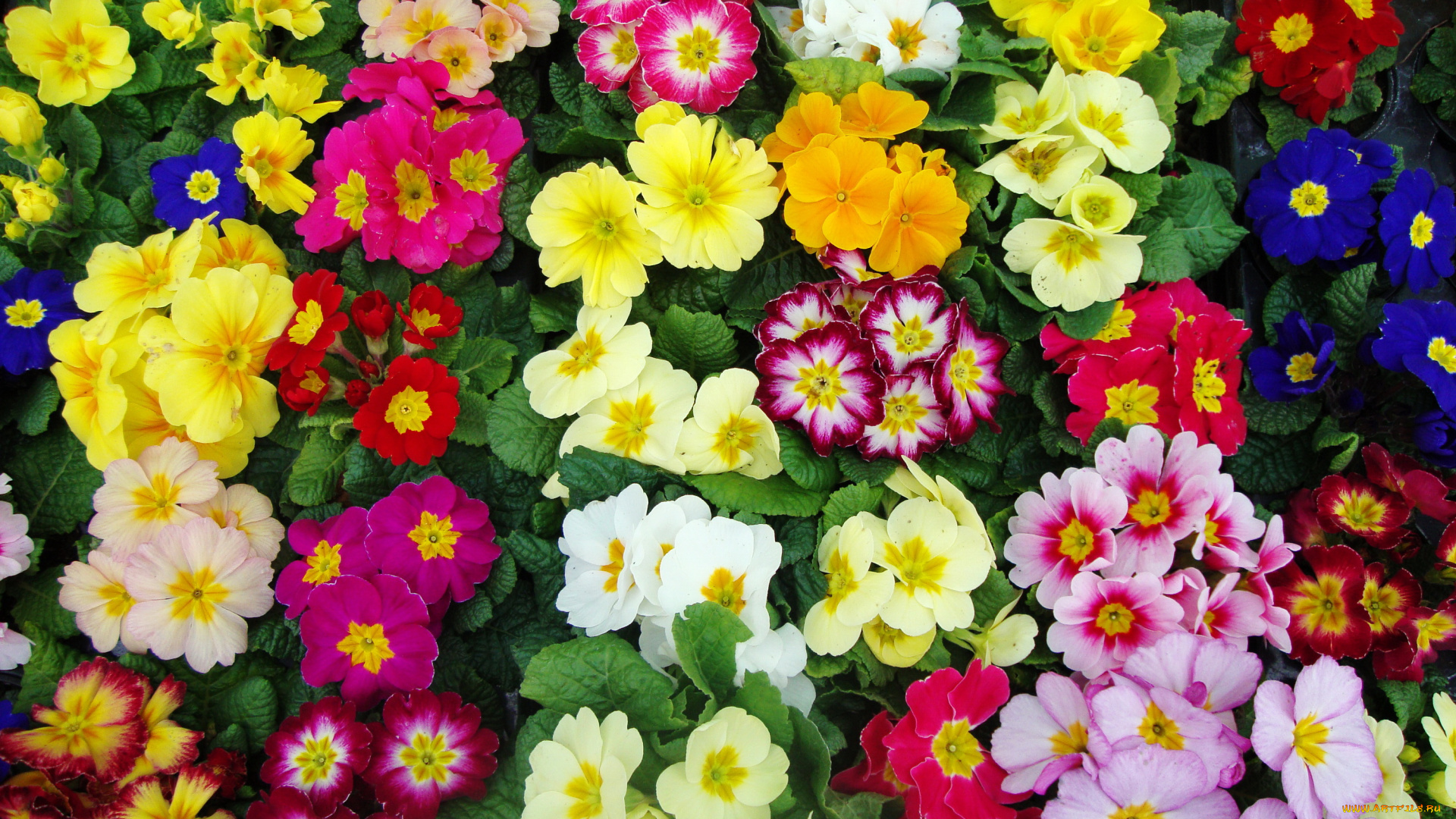 цветы, примулы, примула, много