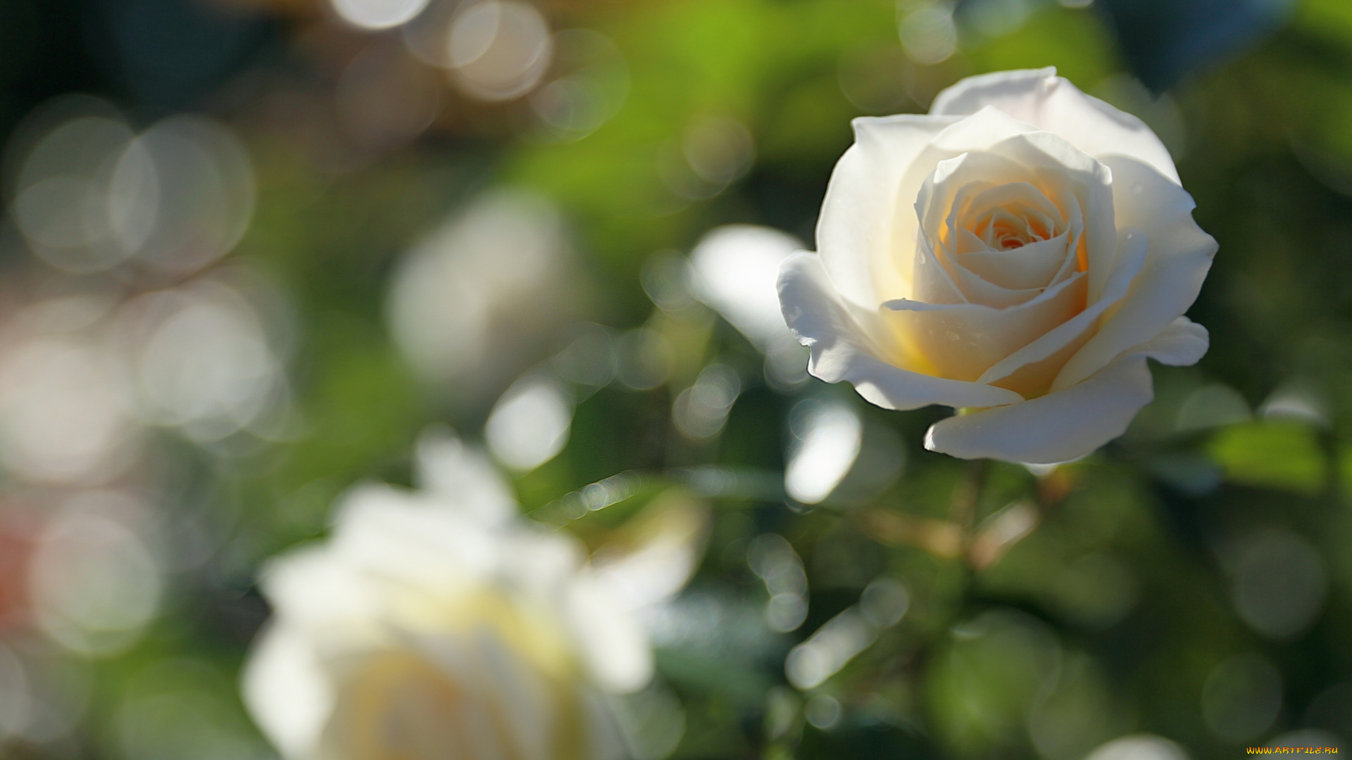 цветы, розы, белая, роза