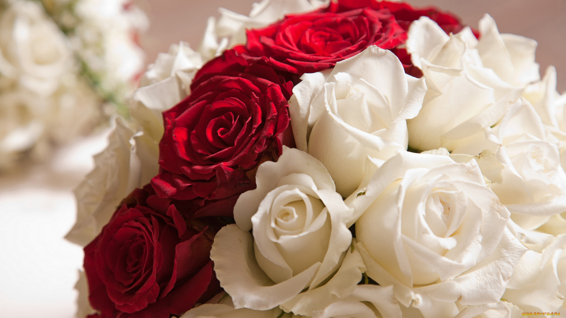 цветы, розы, букет