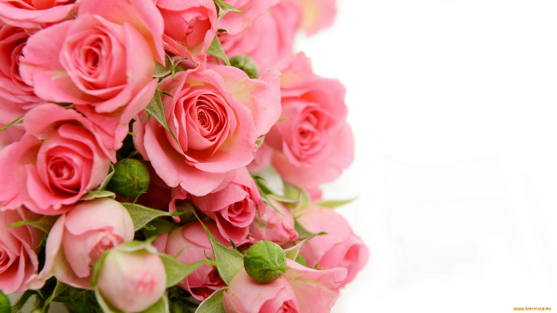 цветы, розы, букет