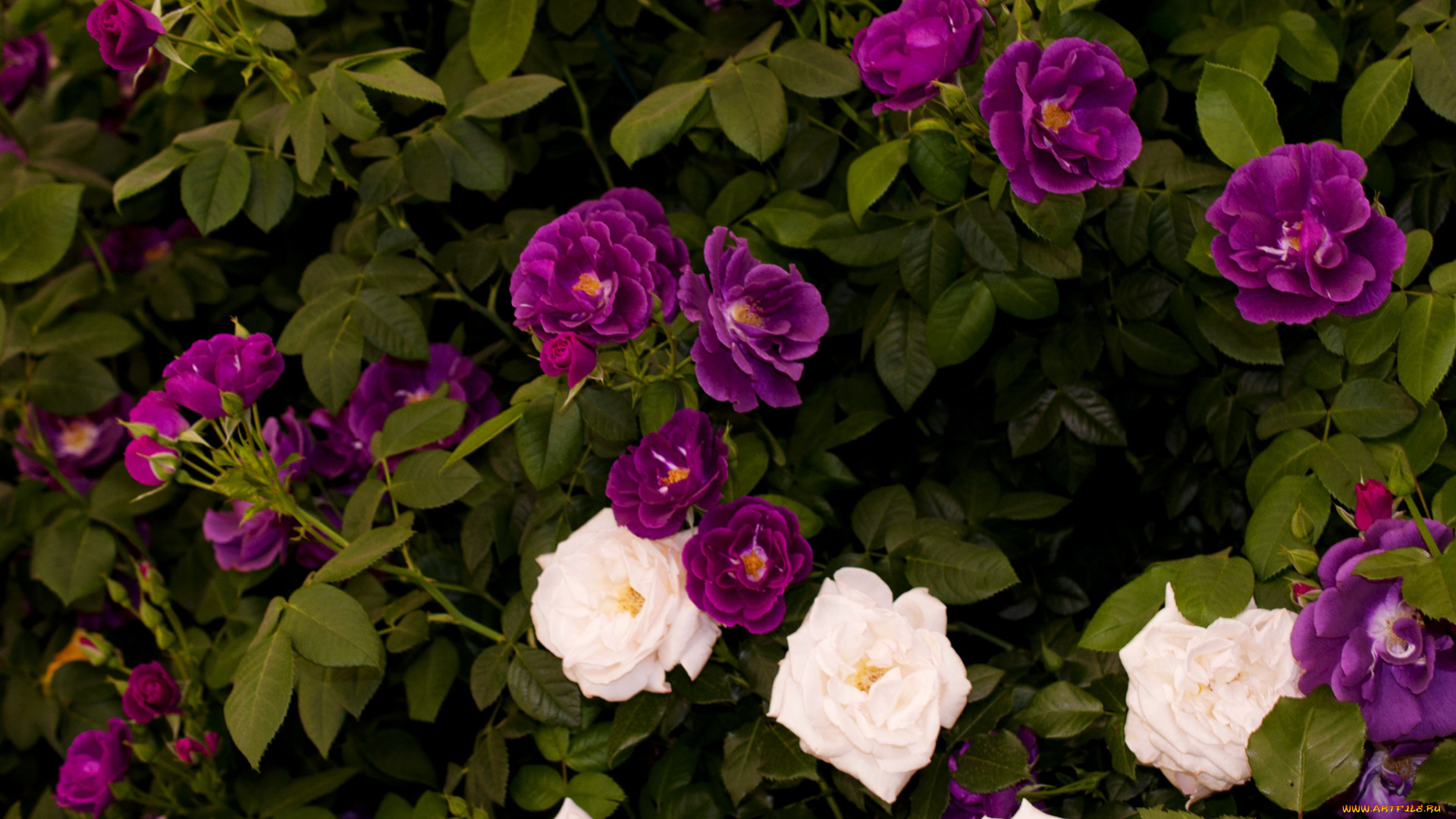 цветы, розы, чайные, куст