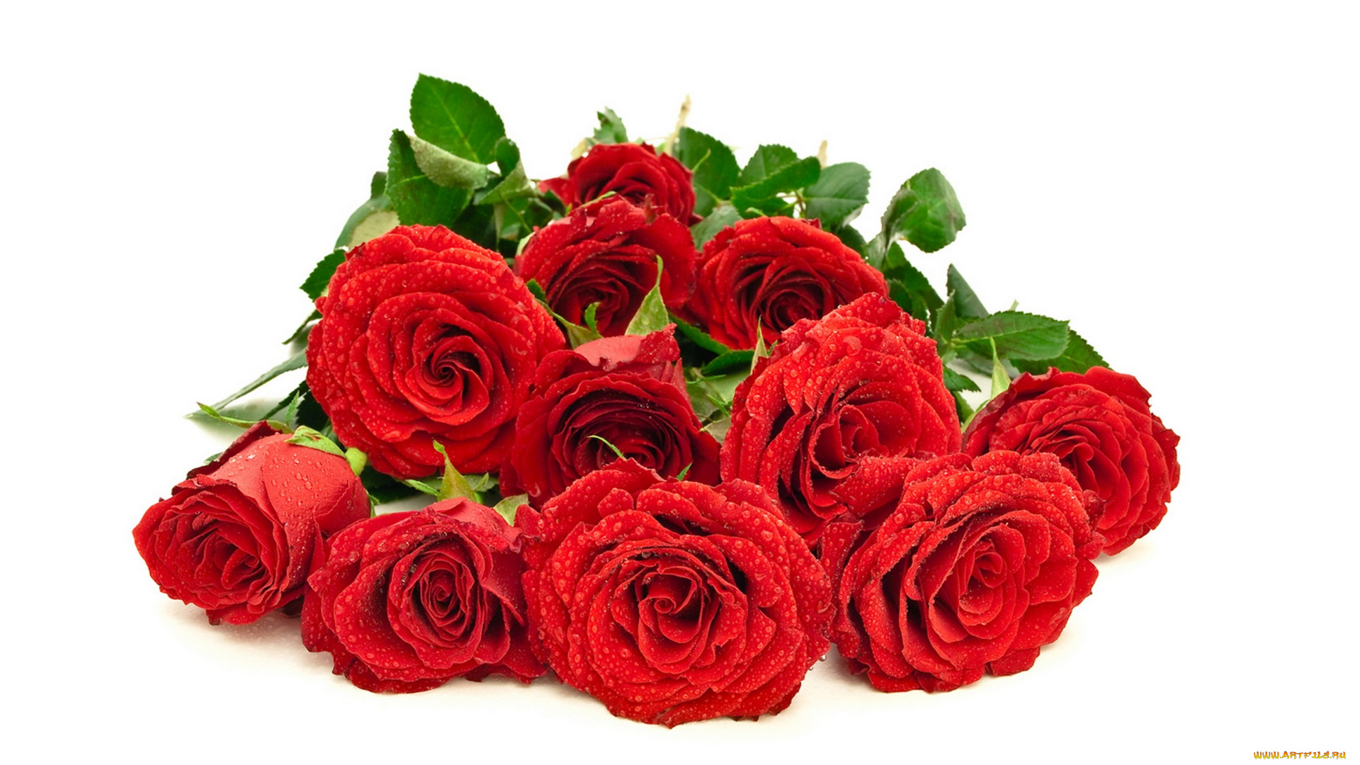 цветы, розы, красные