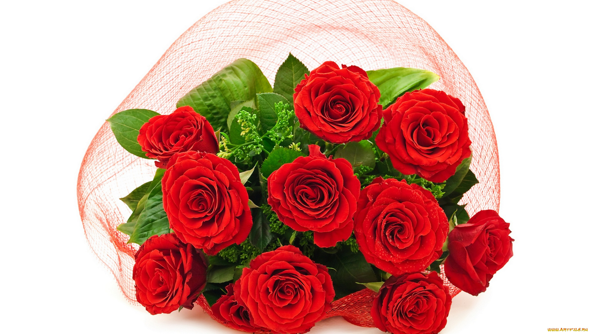 цветы, розы, красные