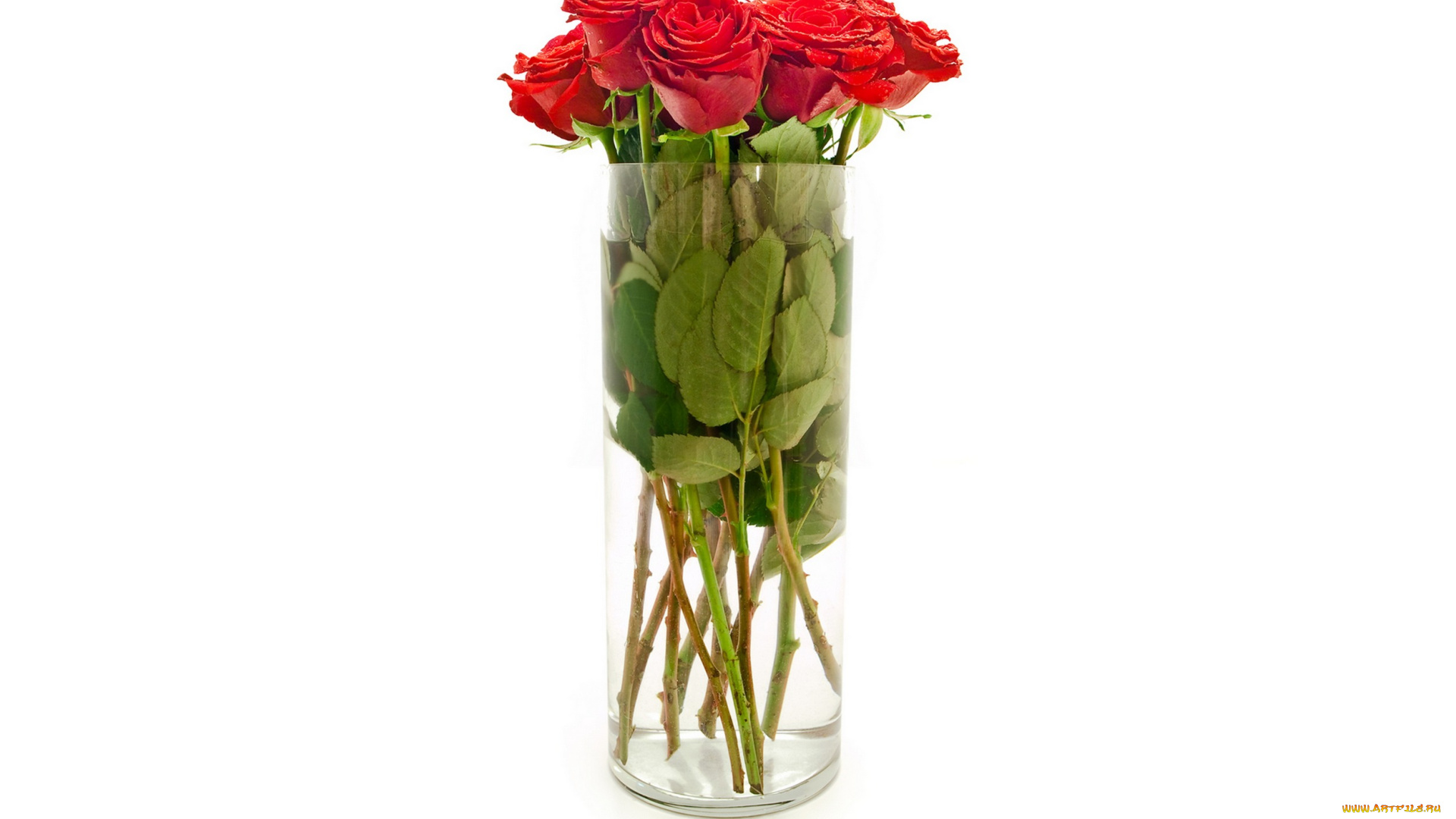 цветы, розы, красные