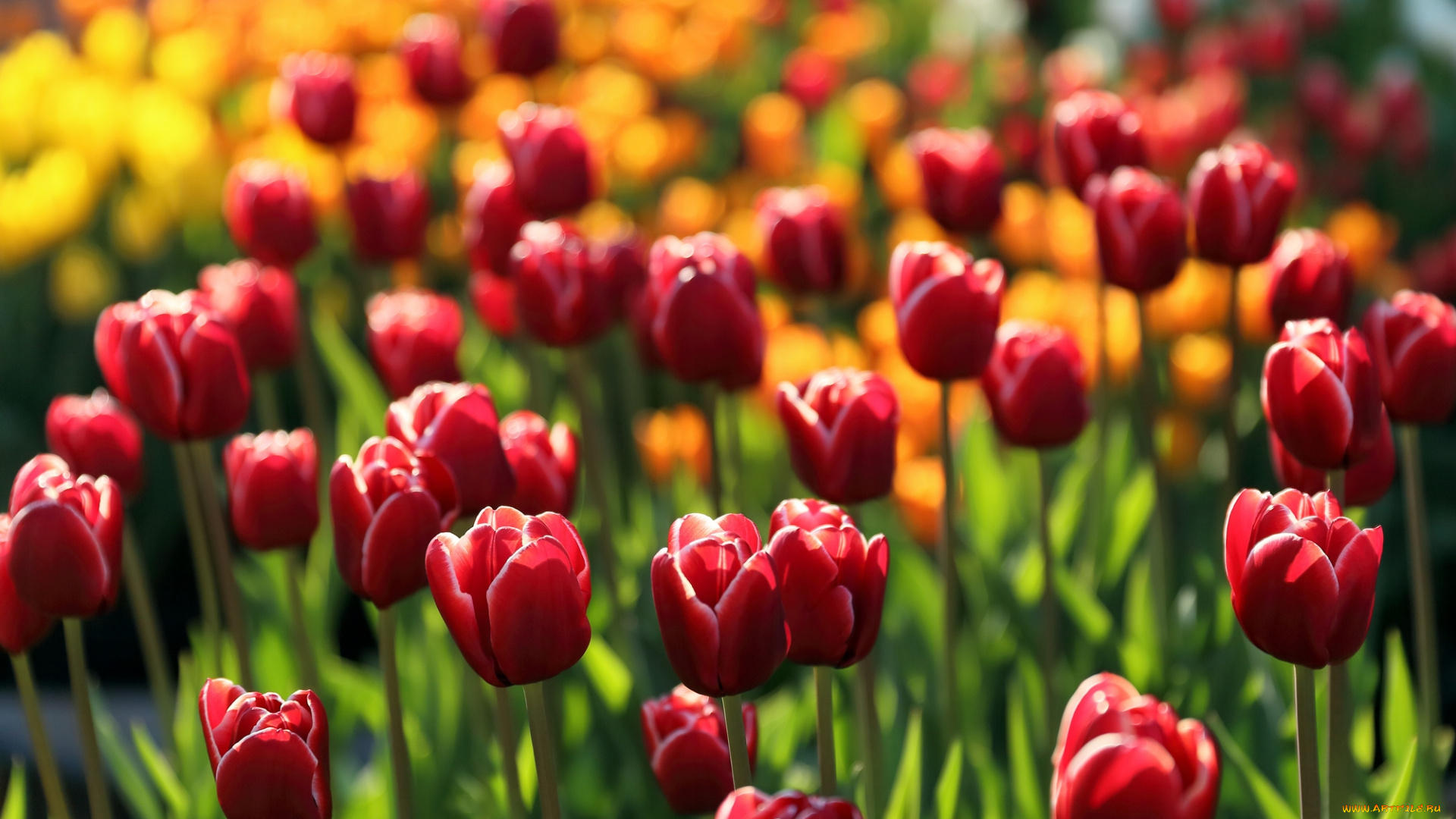 цветы, тюльпаны, много