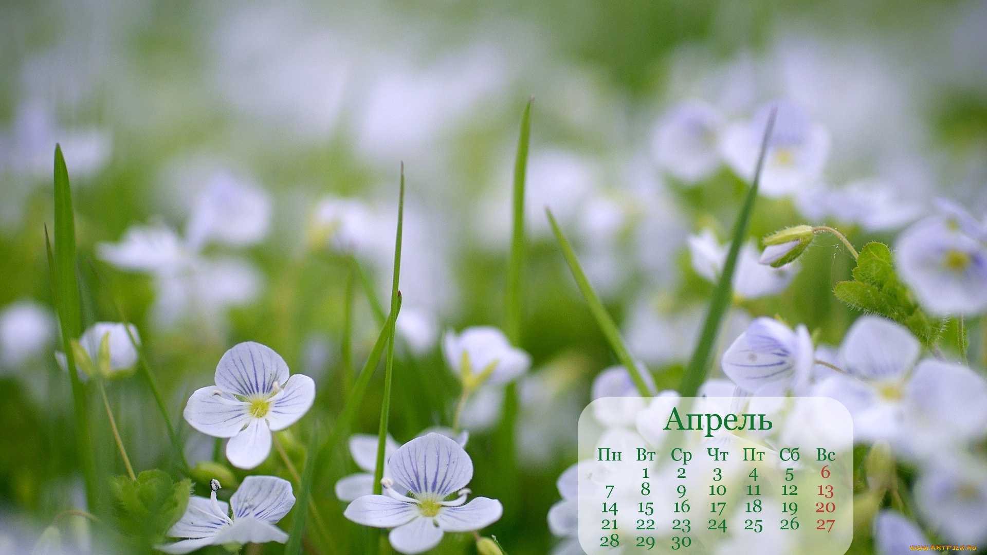 календари, цветы, вероники