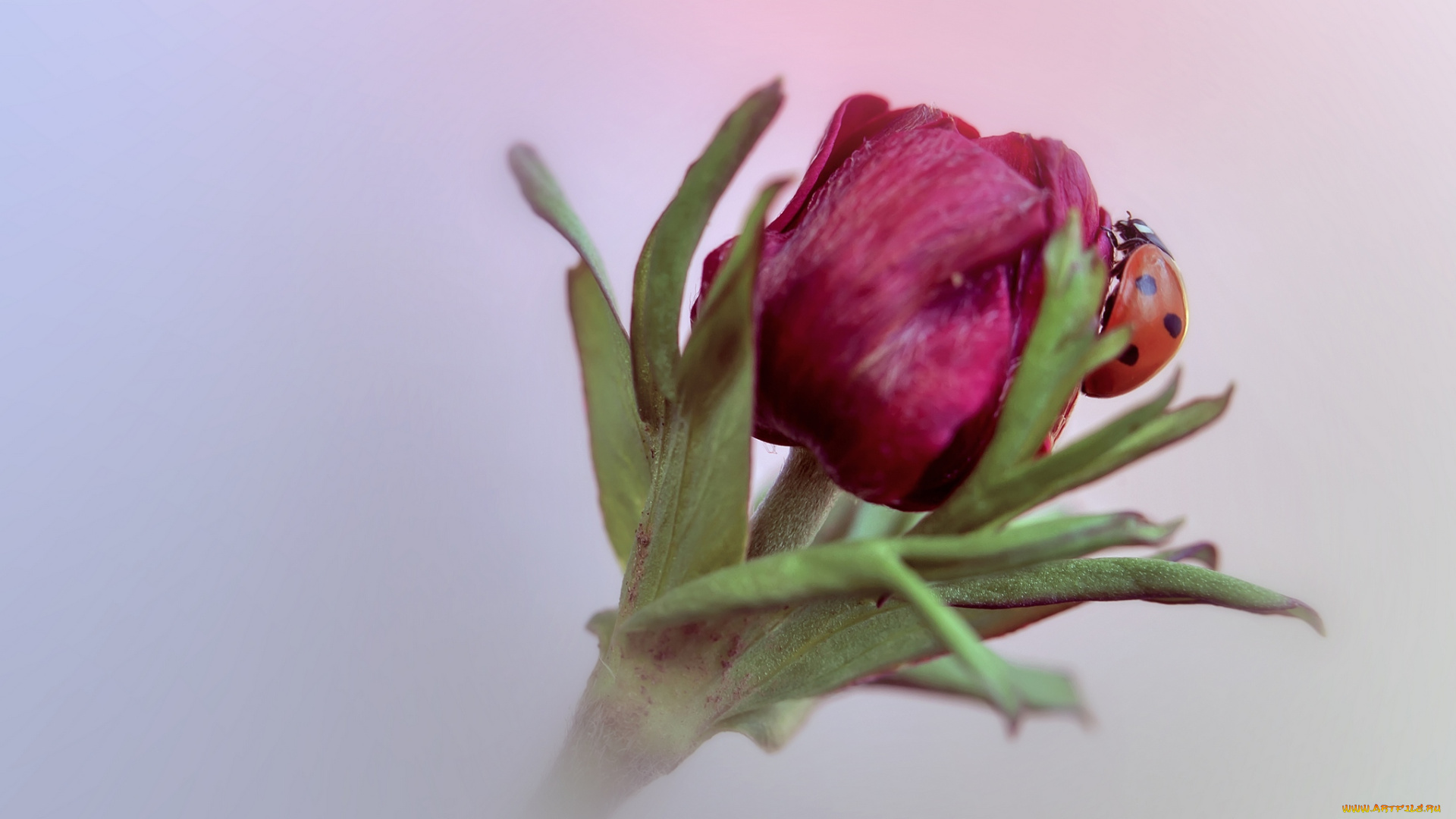 животные, божьи, коровки, цветок, божья, коровка