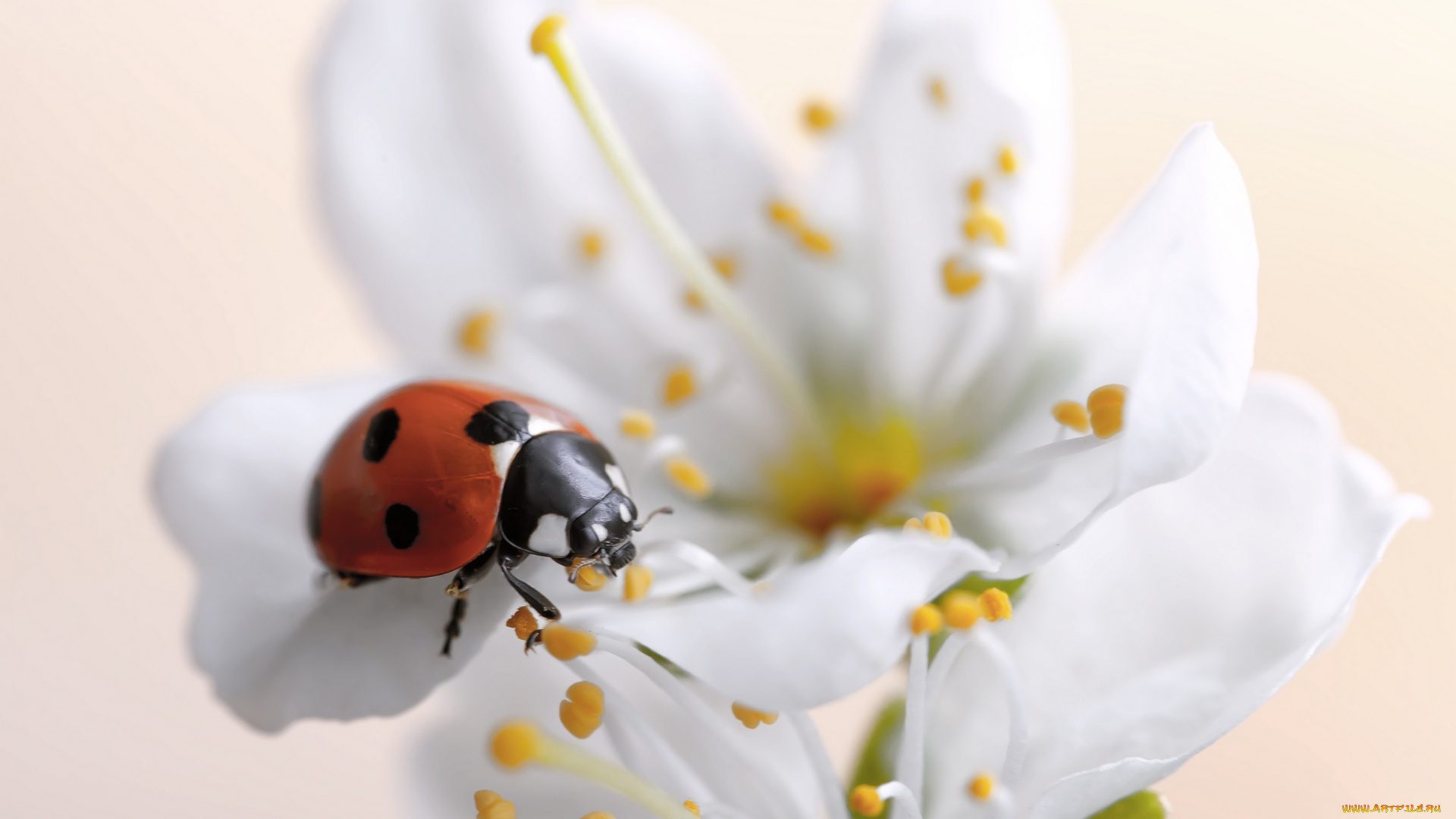 животные, божьи, коровки, цветок, божья, коровка