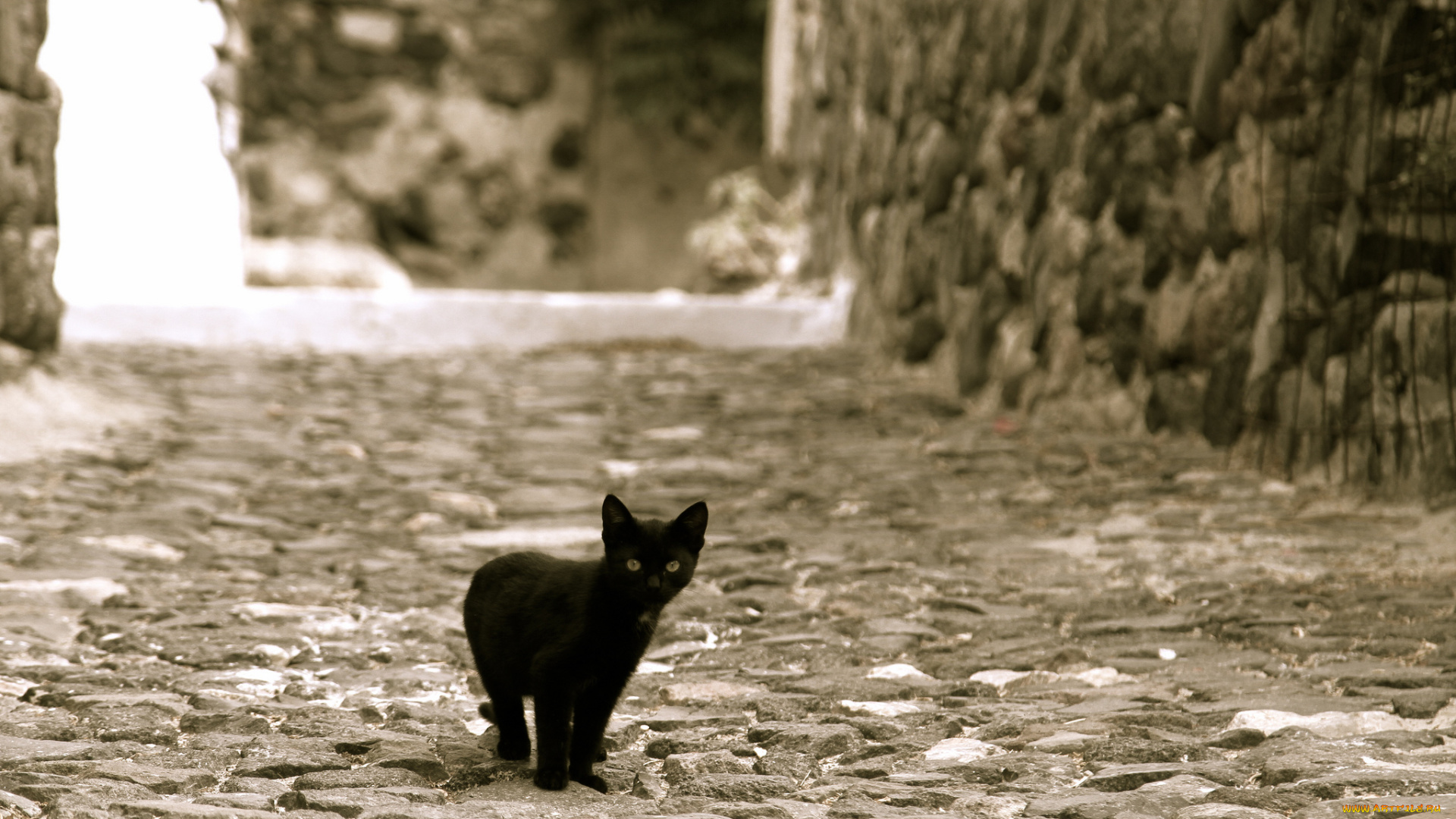 животные, коты, черный, улица, котенок, смотрит