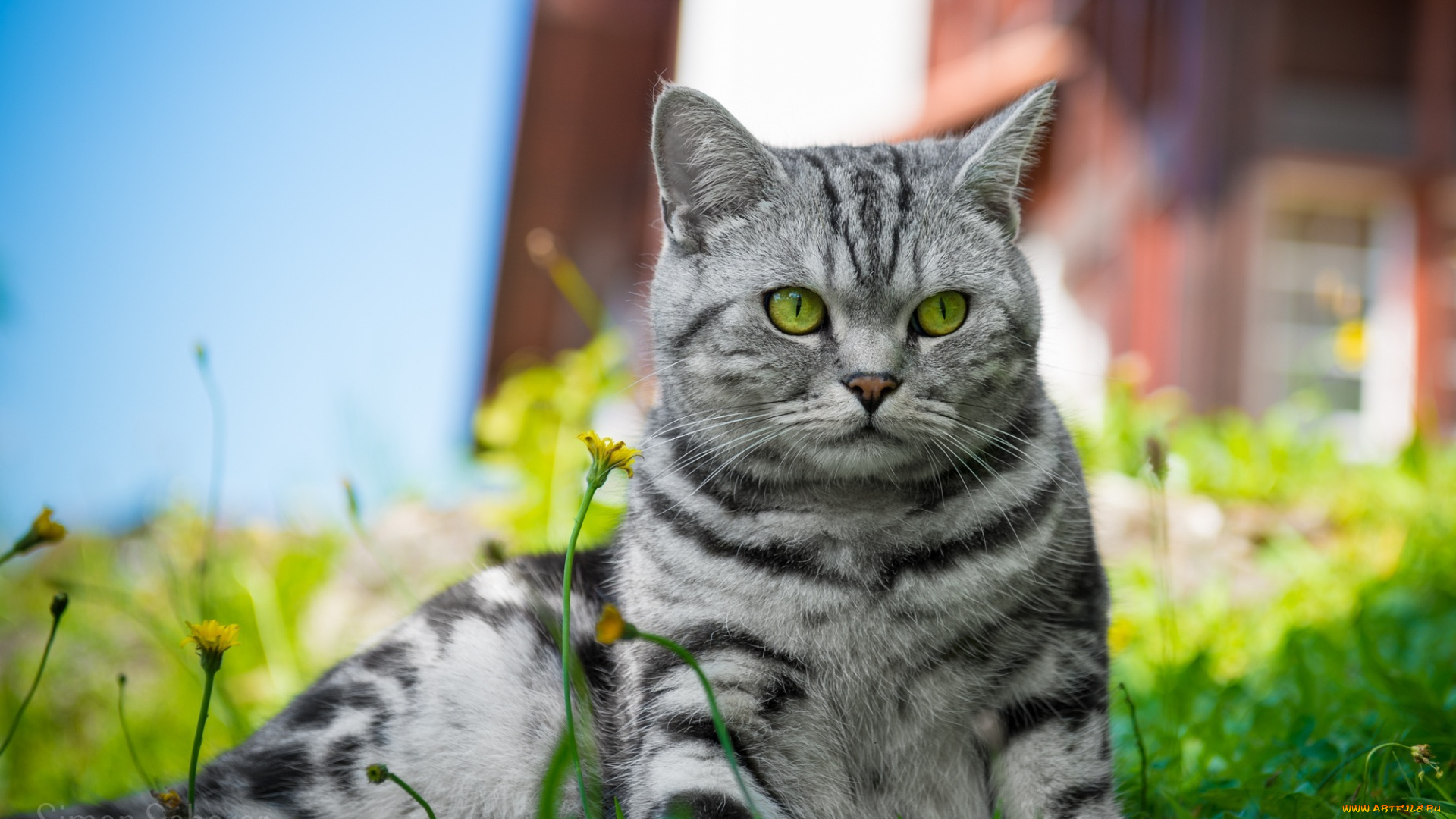 животные, коты, лето, свет, трава, мордочка, кошка