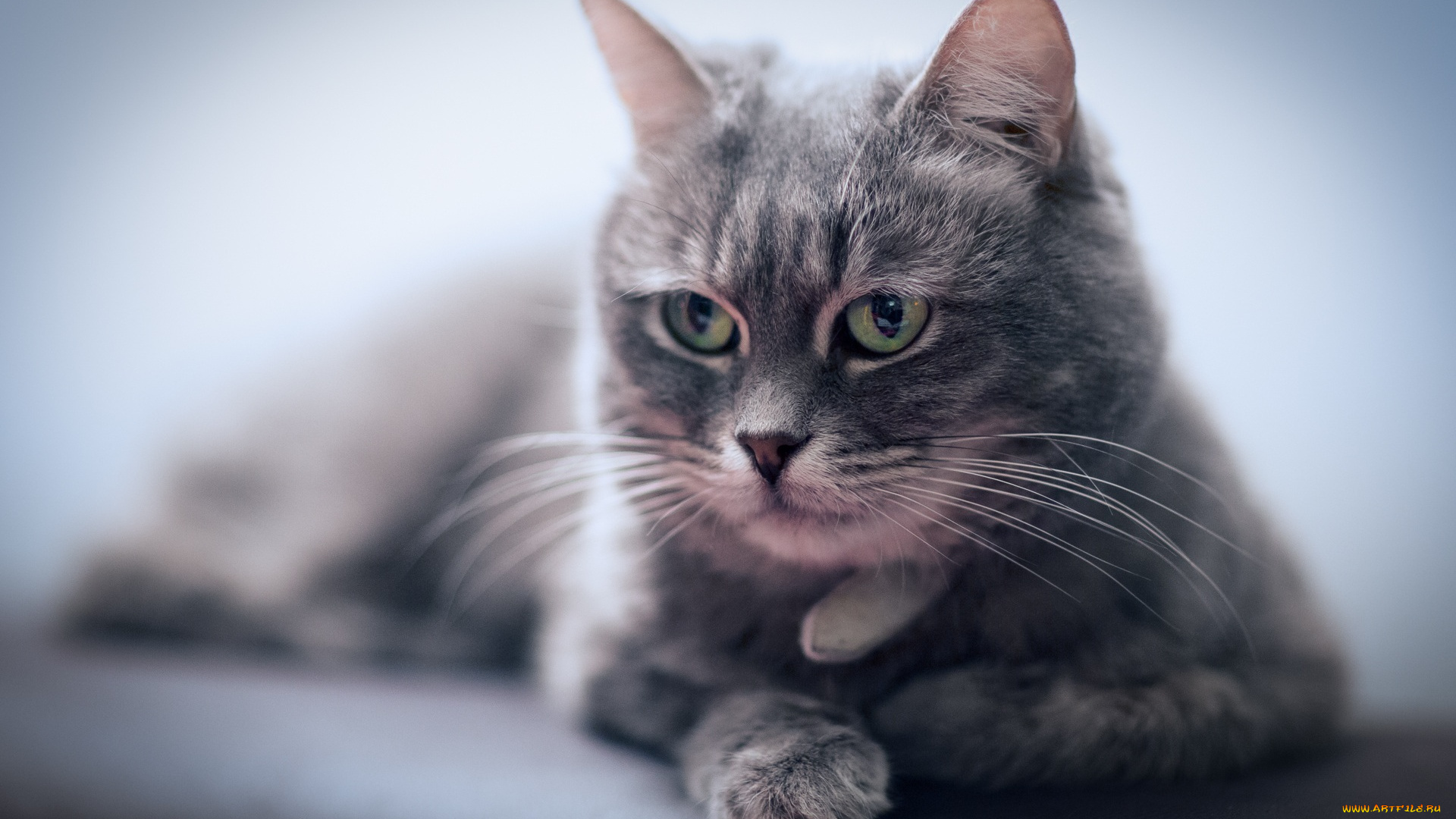 животные, коты, лежит, кошка, мордочка