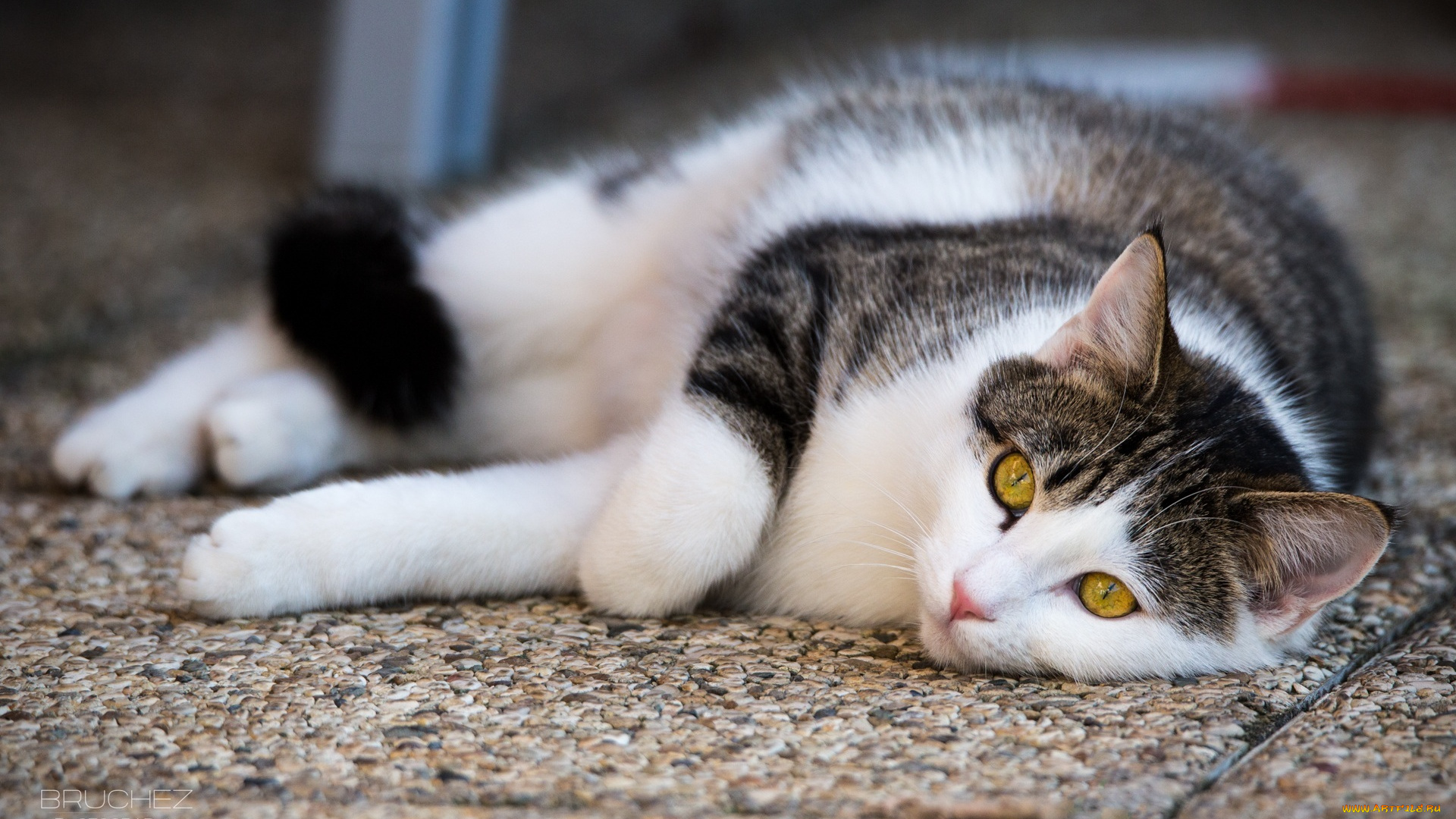 животные, коты, отдых, лежит, кошка, лапы, мордочка