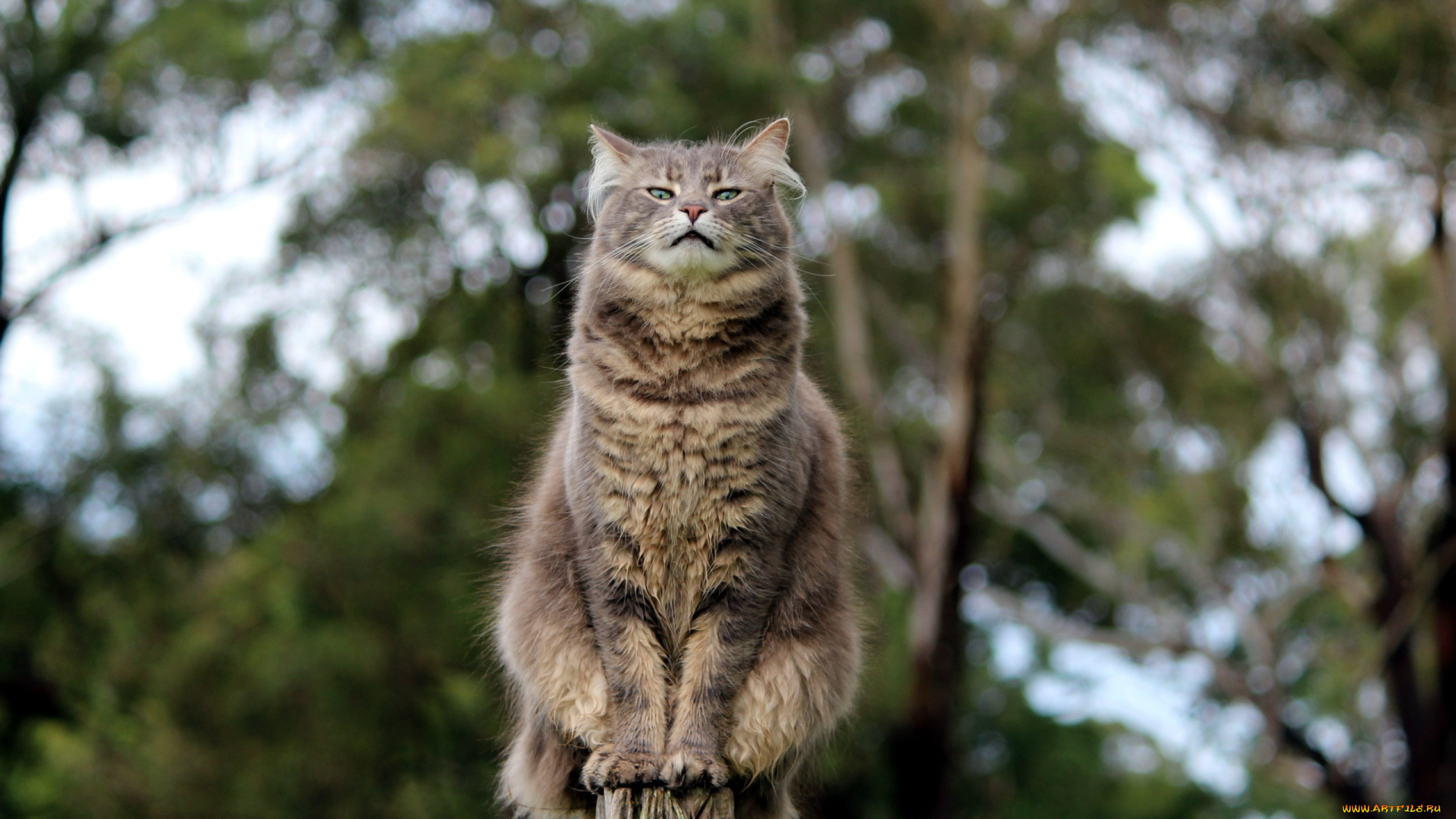 животные, коты, взгляд, поза, кошка