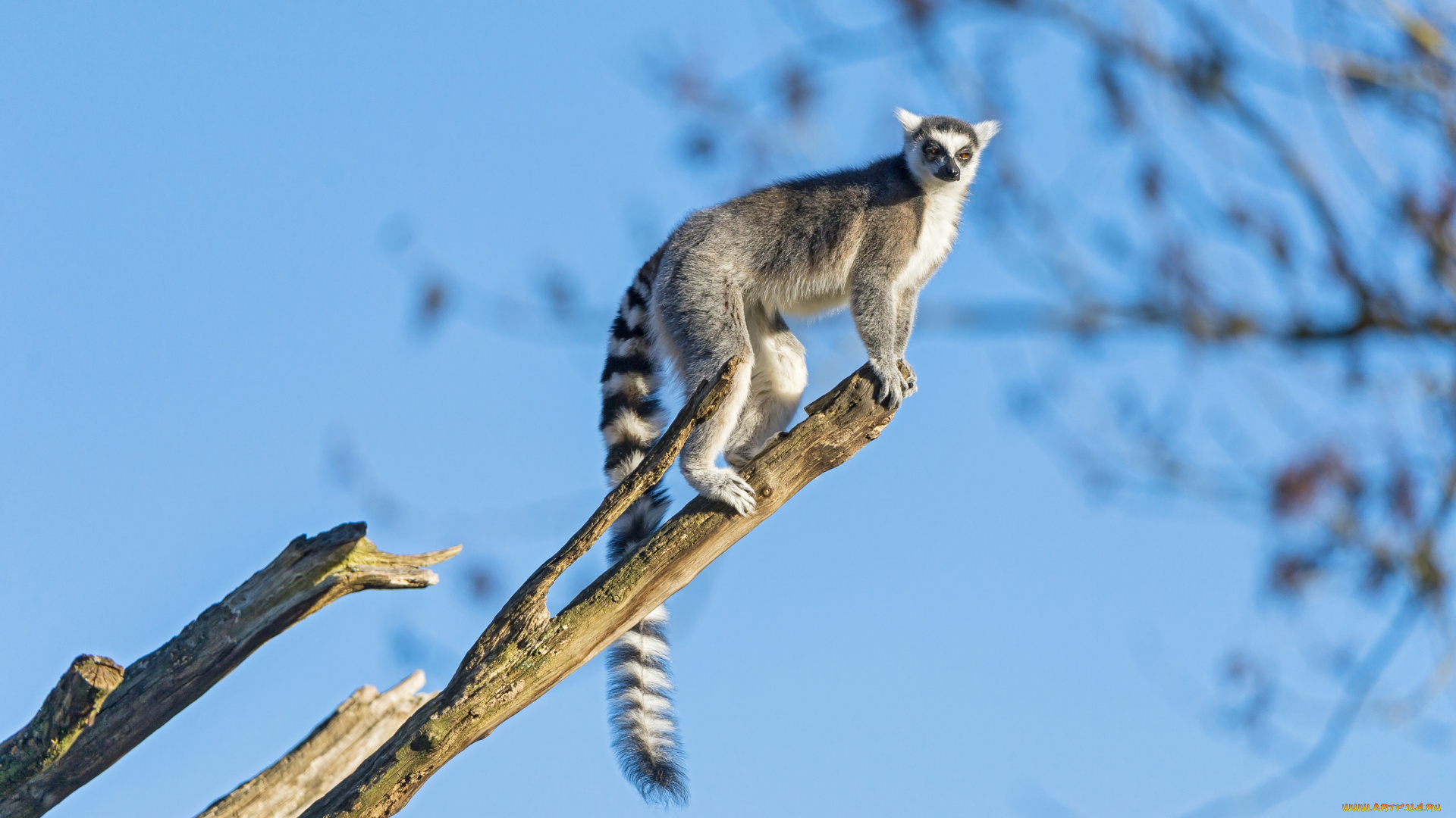 животные, лемуры, хвост