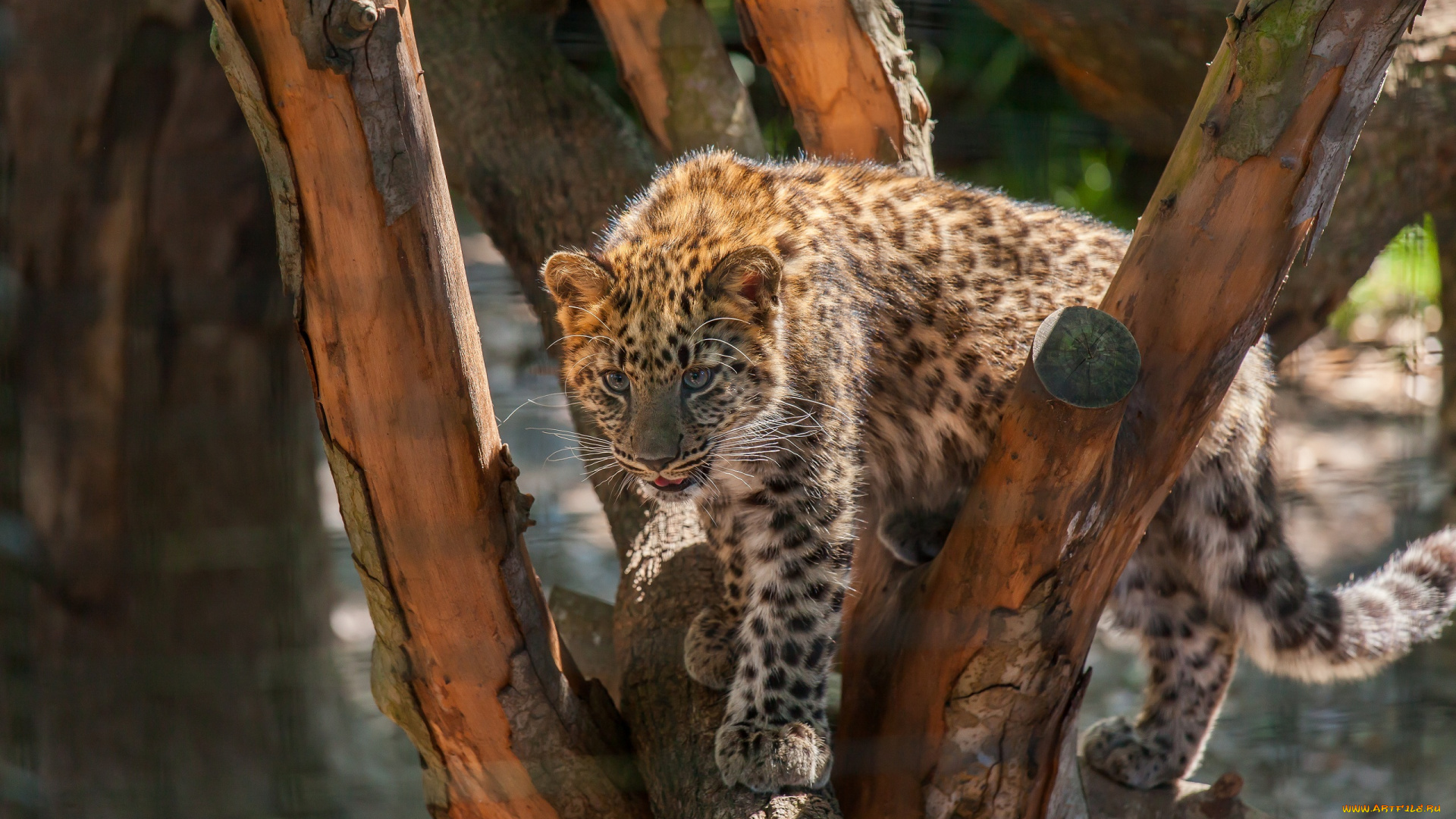 животные, леопарды, игра, дерево, пятна, детеныш, кошка