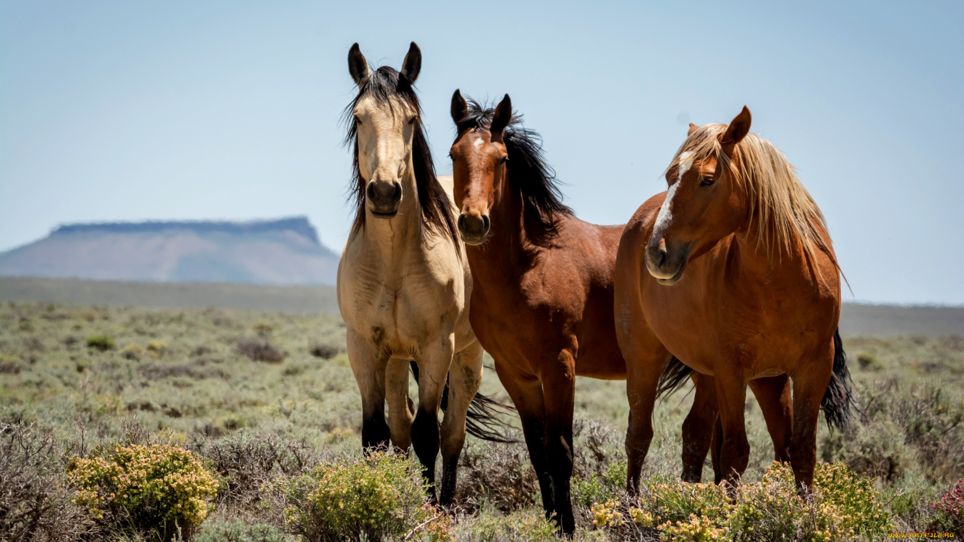 животные, лошади, три, лошадки, луг