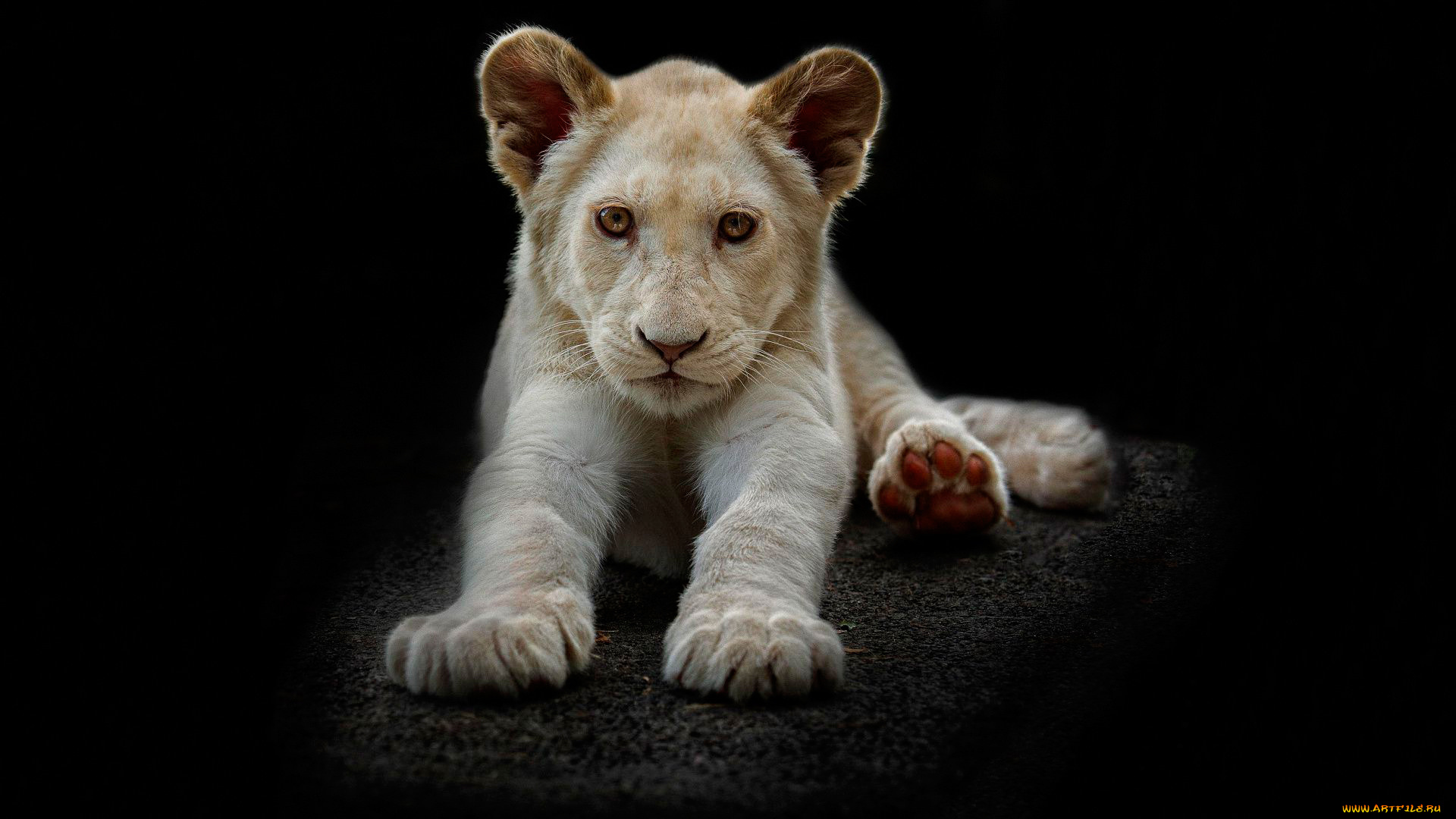 животные, львы, малыш