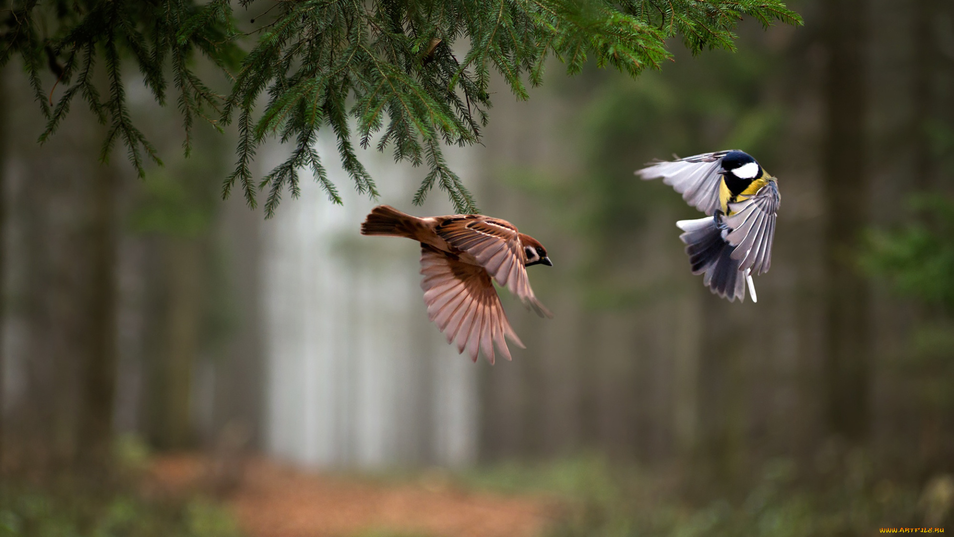 животные, разные, вместе, ветка, ель, лес, полёт, птицы, воробей, синица
