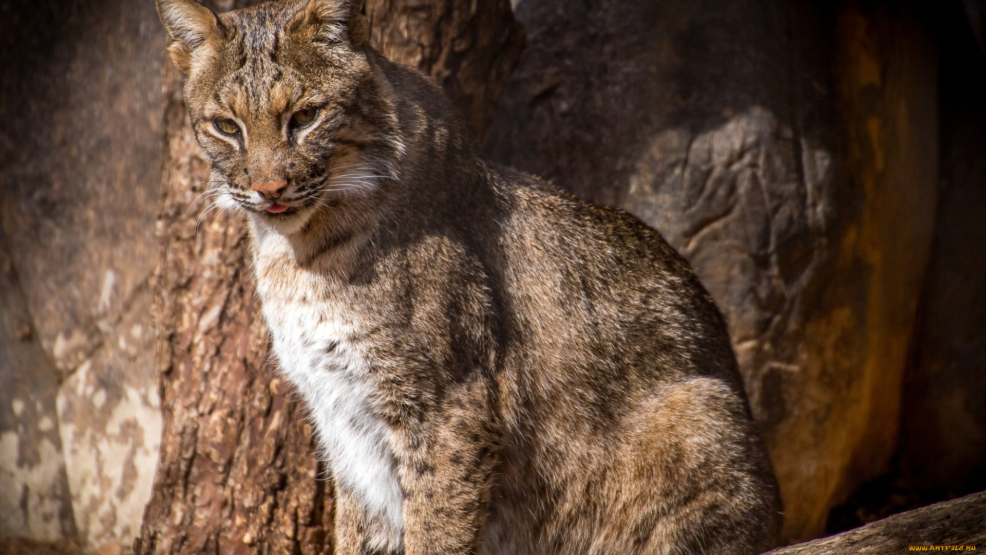 животные, рыси, кошка