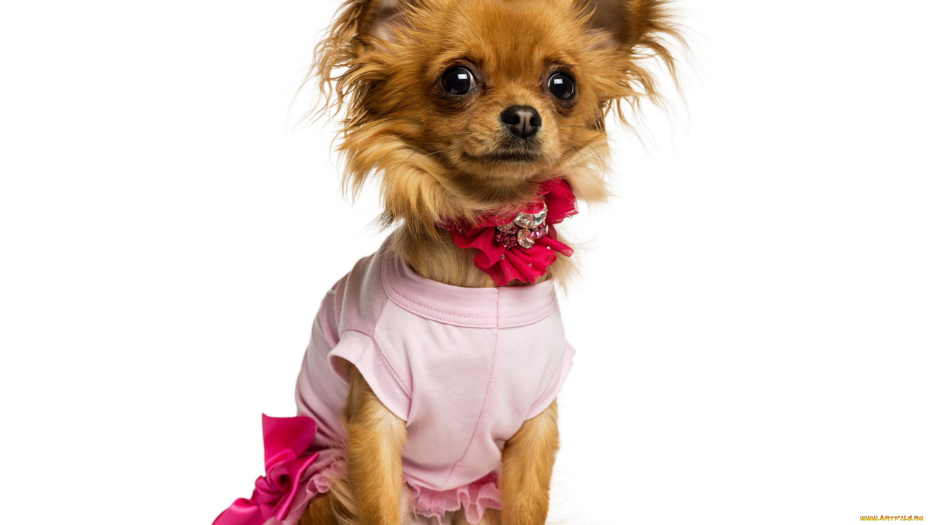 животные, собаки, собака