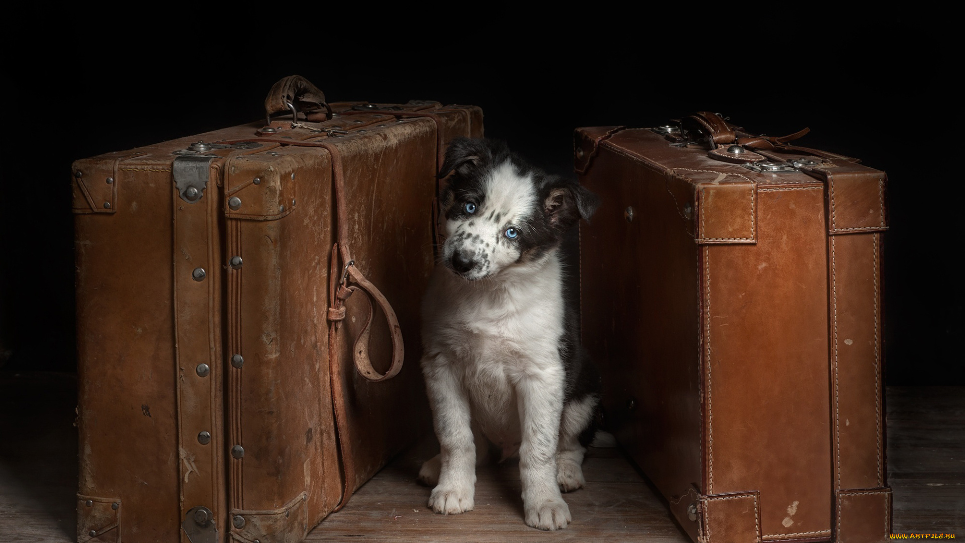 животные, собаки, собака, чемоданы, взгляд