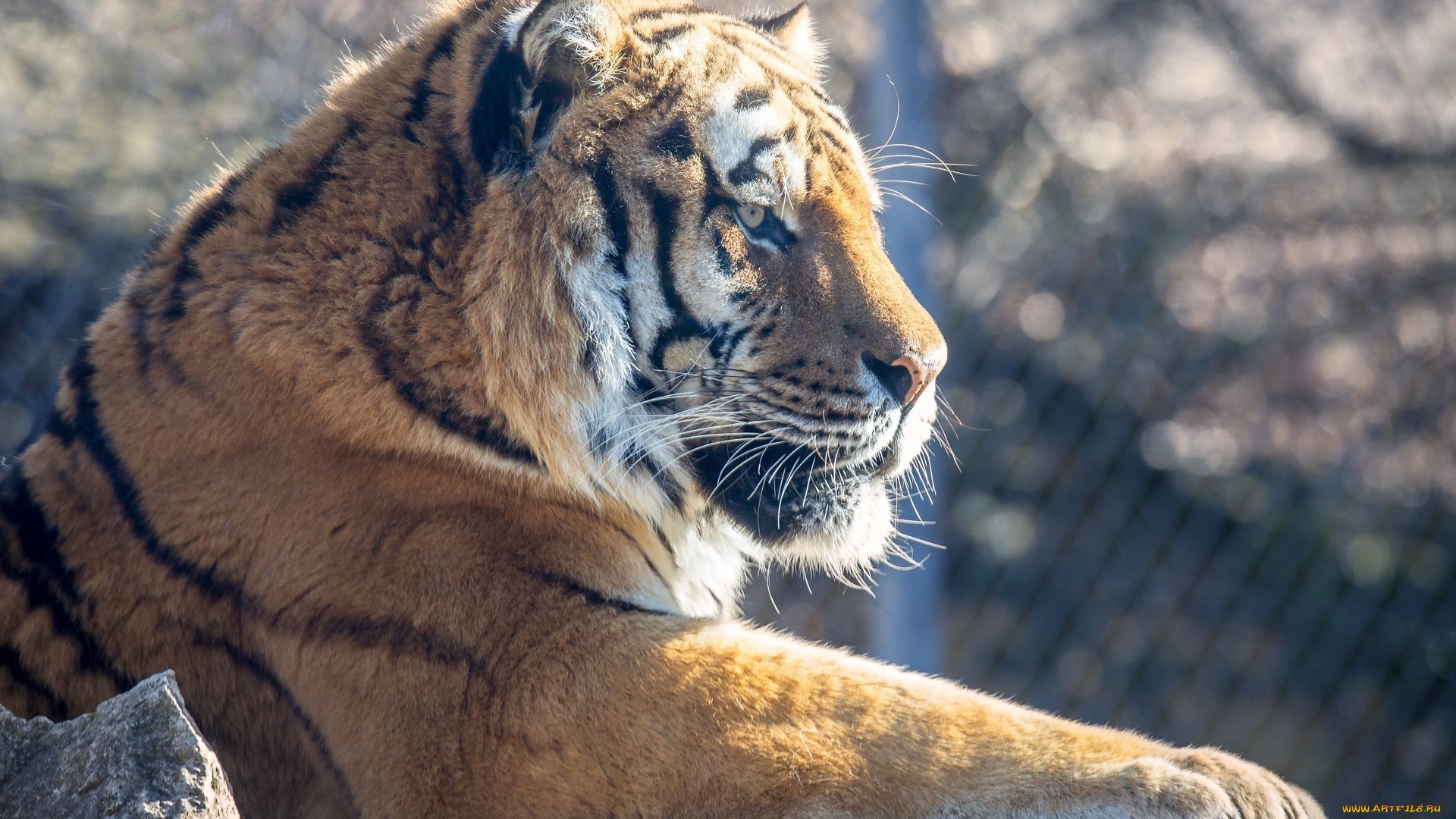 животные, тигры, кошка, мощь, отдых, профиль, морда