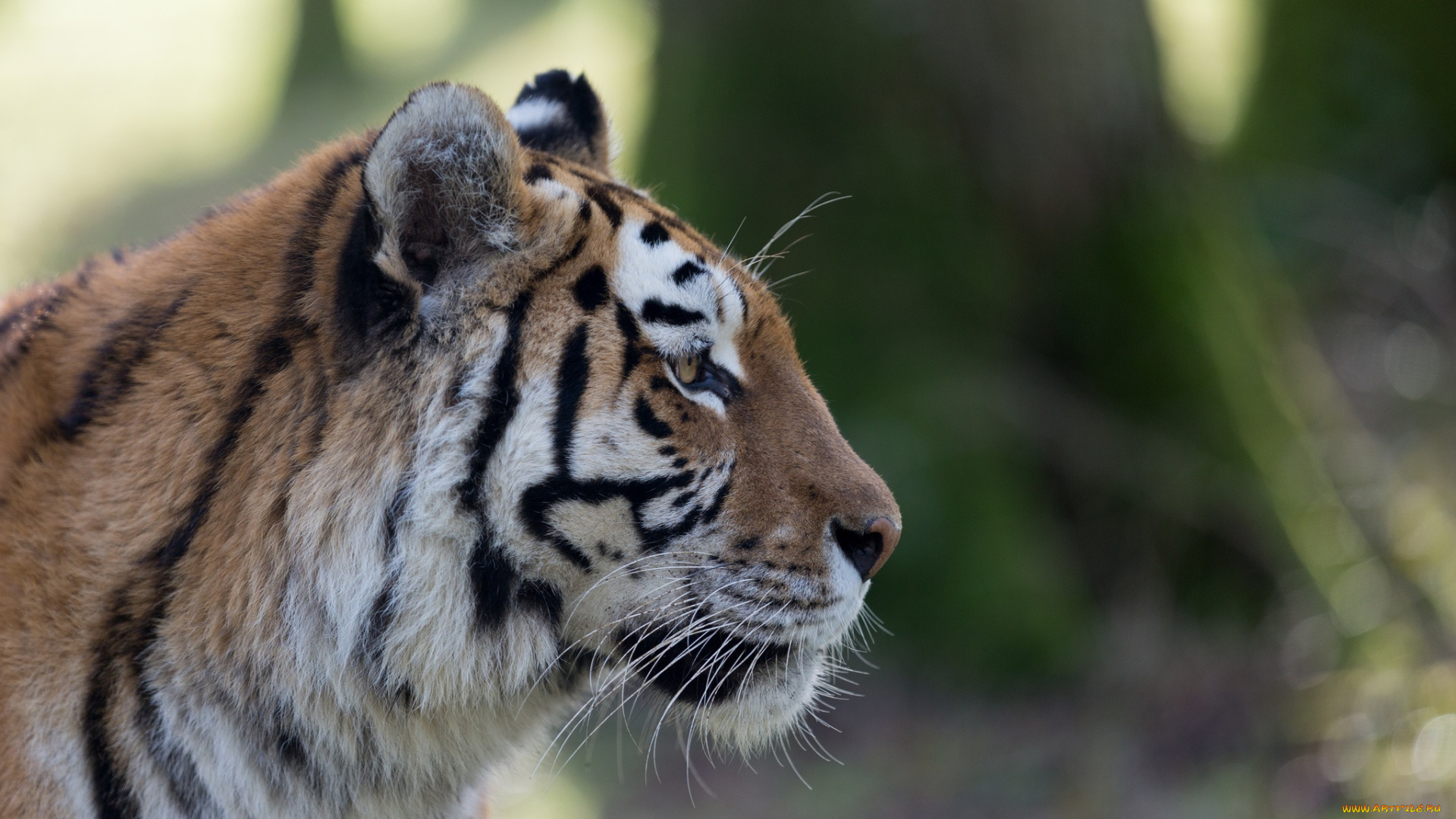 животные, тигры, морда, кошка, мех, профиль