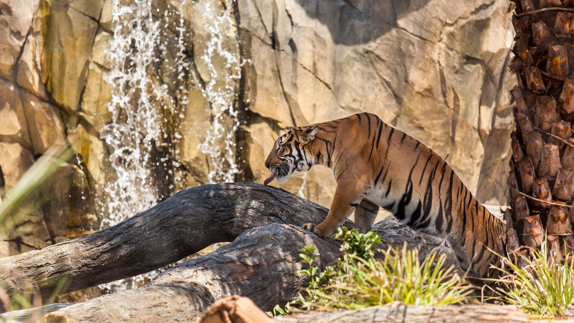 животные, тигры, язык, поза, полосы, профиль, кошка