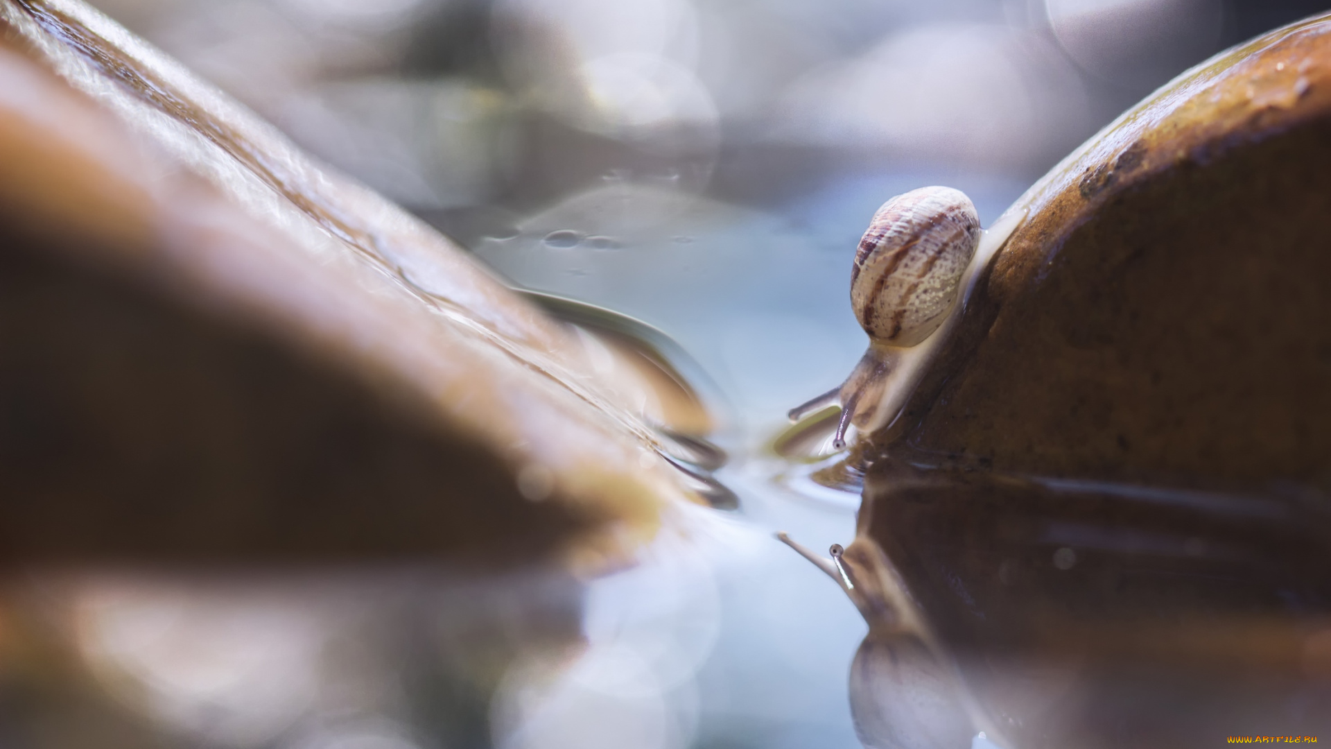 животные, улитки, камень, улитка