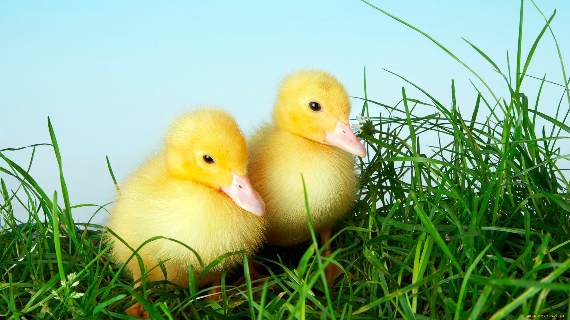 животные, утки, малыши
