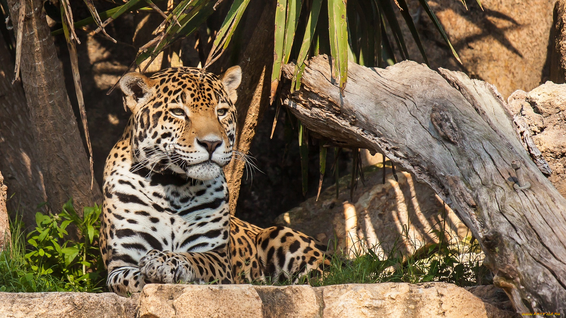 животные, Ягуары, свет, морда, кошка, отдых, заросли, камни