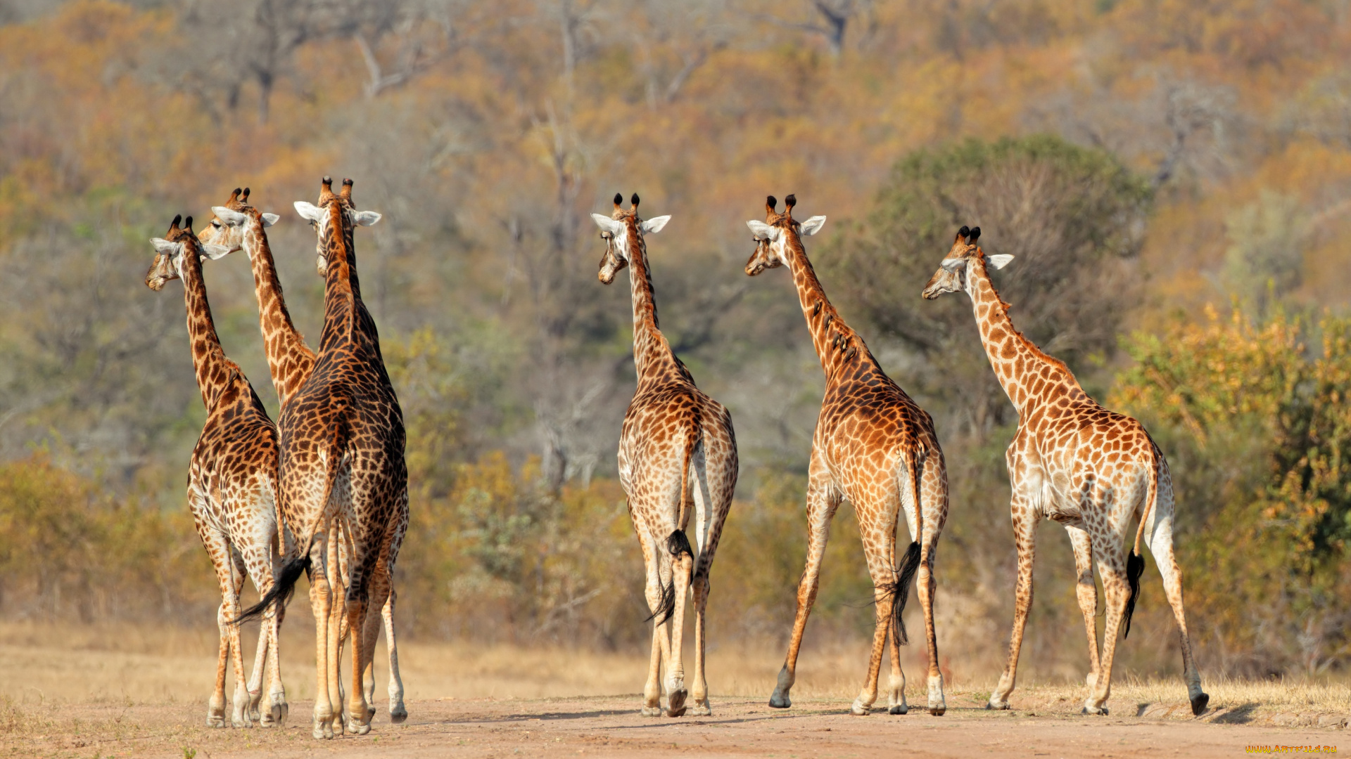 животные, жирафы, стая