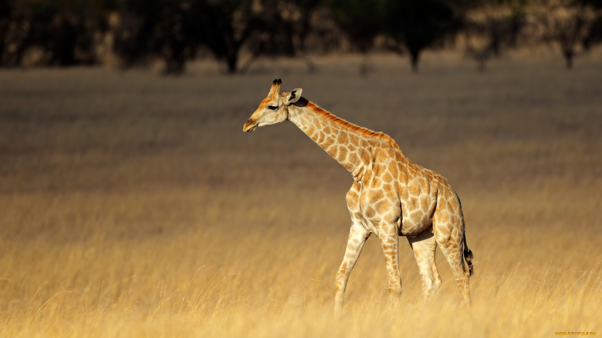 животные, жирафы, сухая, трава, жираф