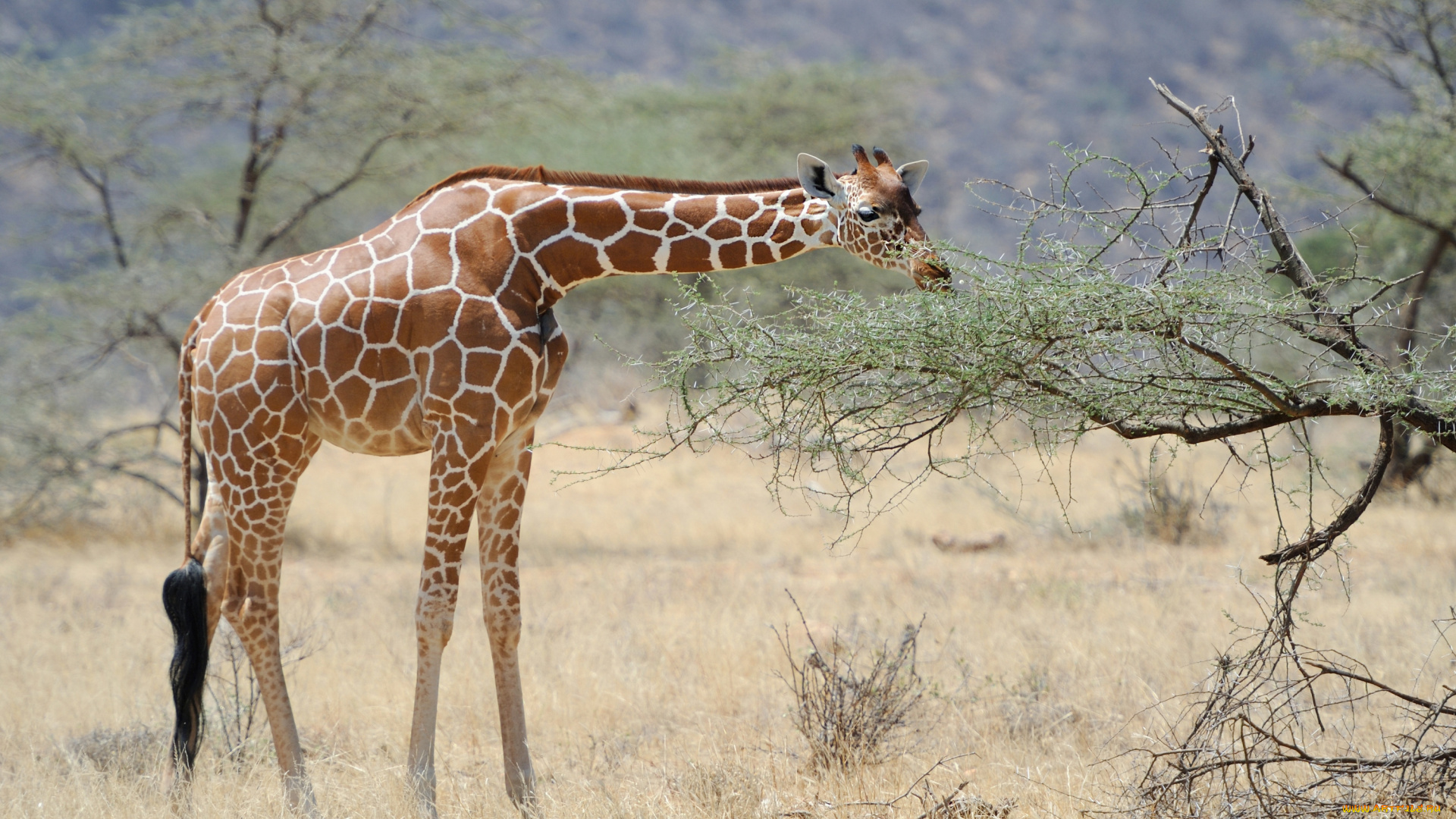 животные, жирафы, сухая, трава, жираф, дерево, листья