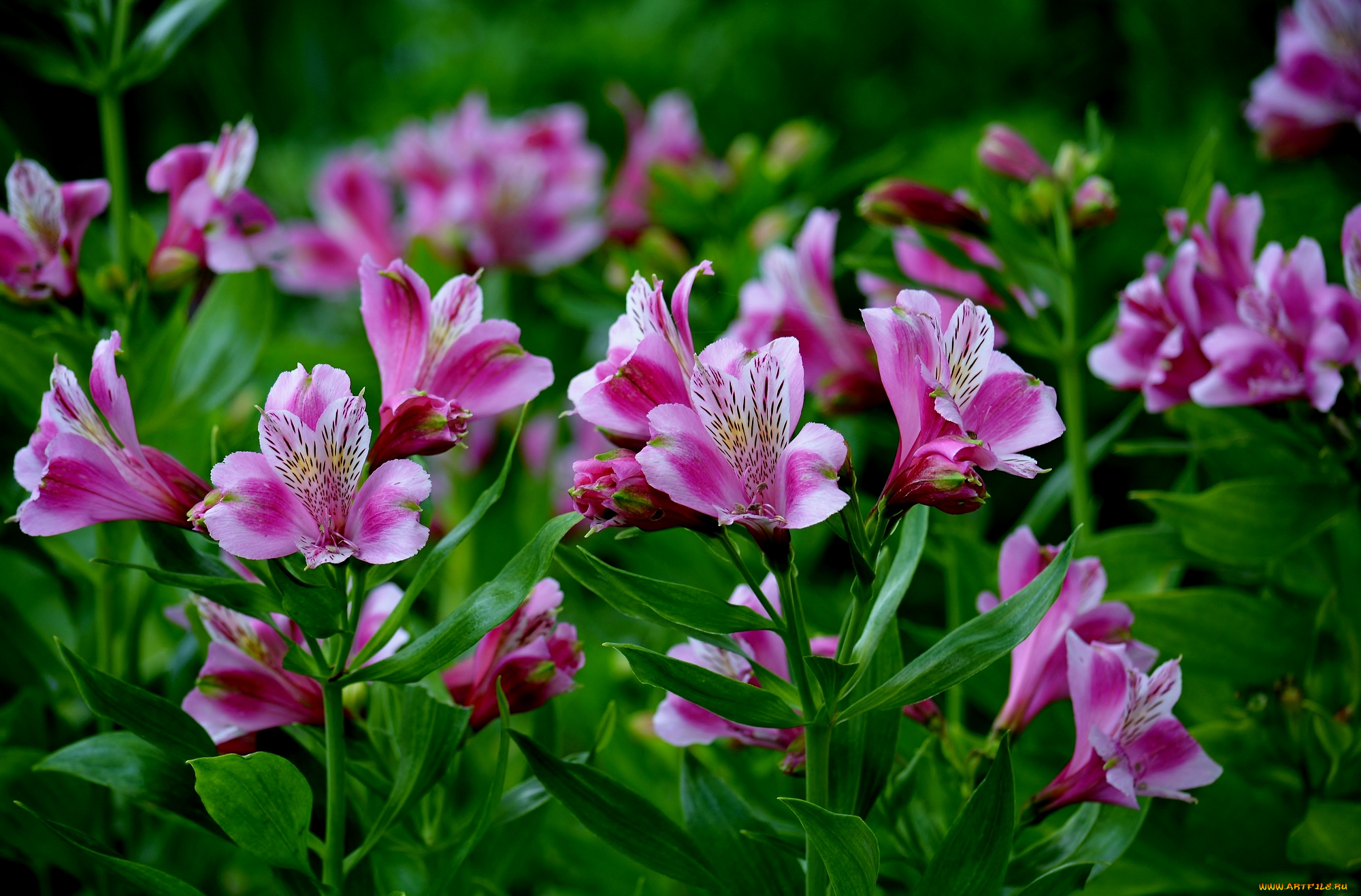 цветы, альстромерия