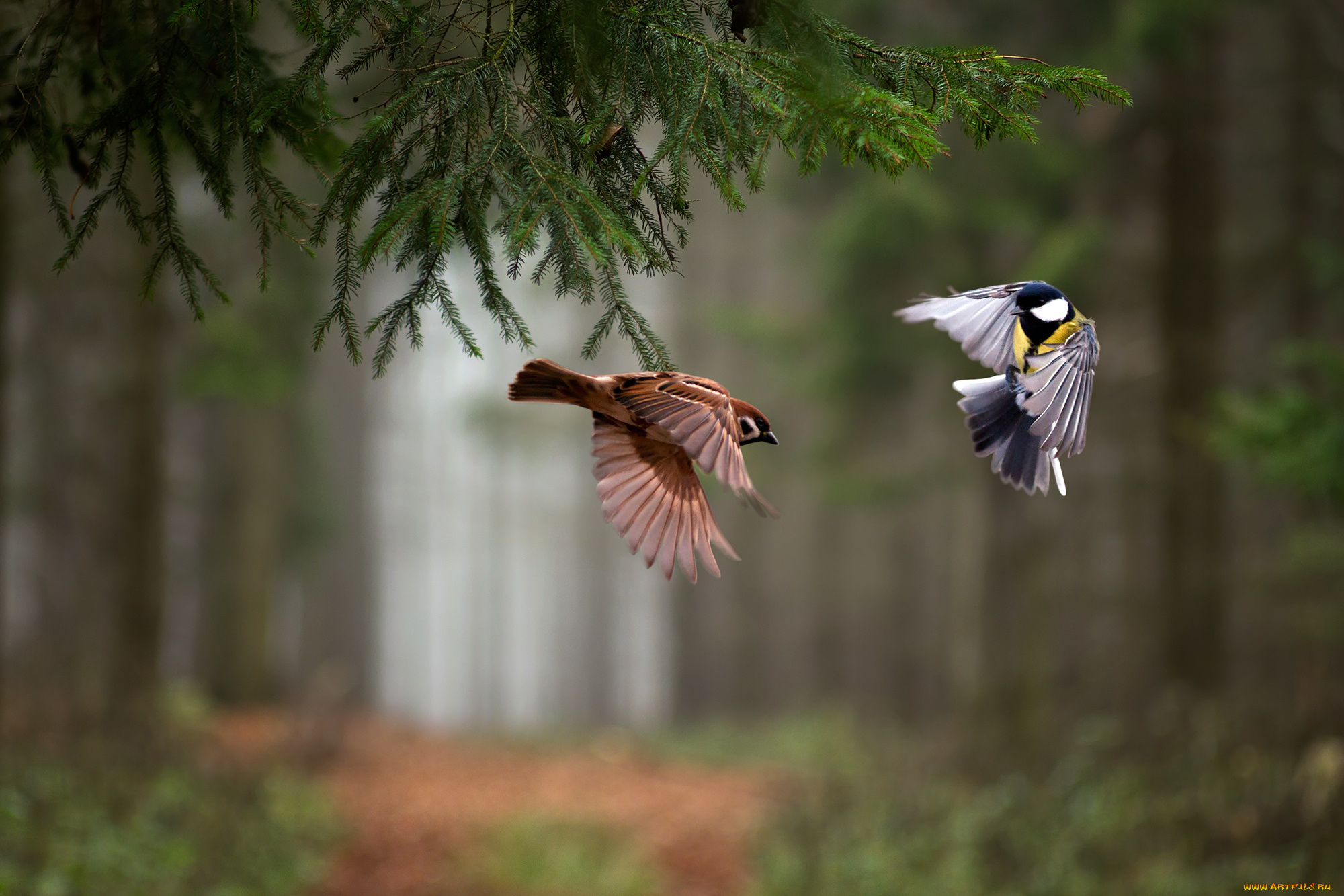 животные, разные, вместе, ветка, ель, лес, полёт, птицы, воробей, синица