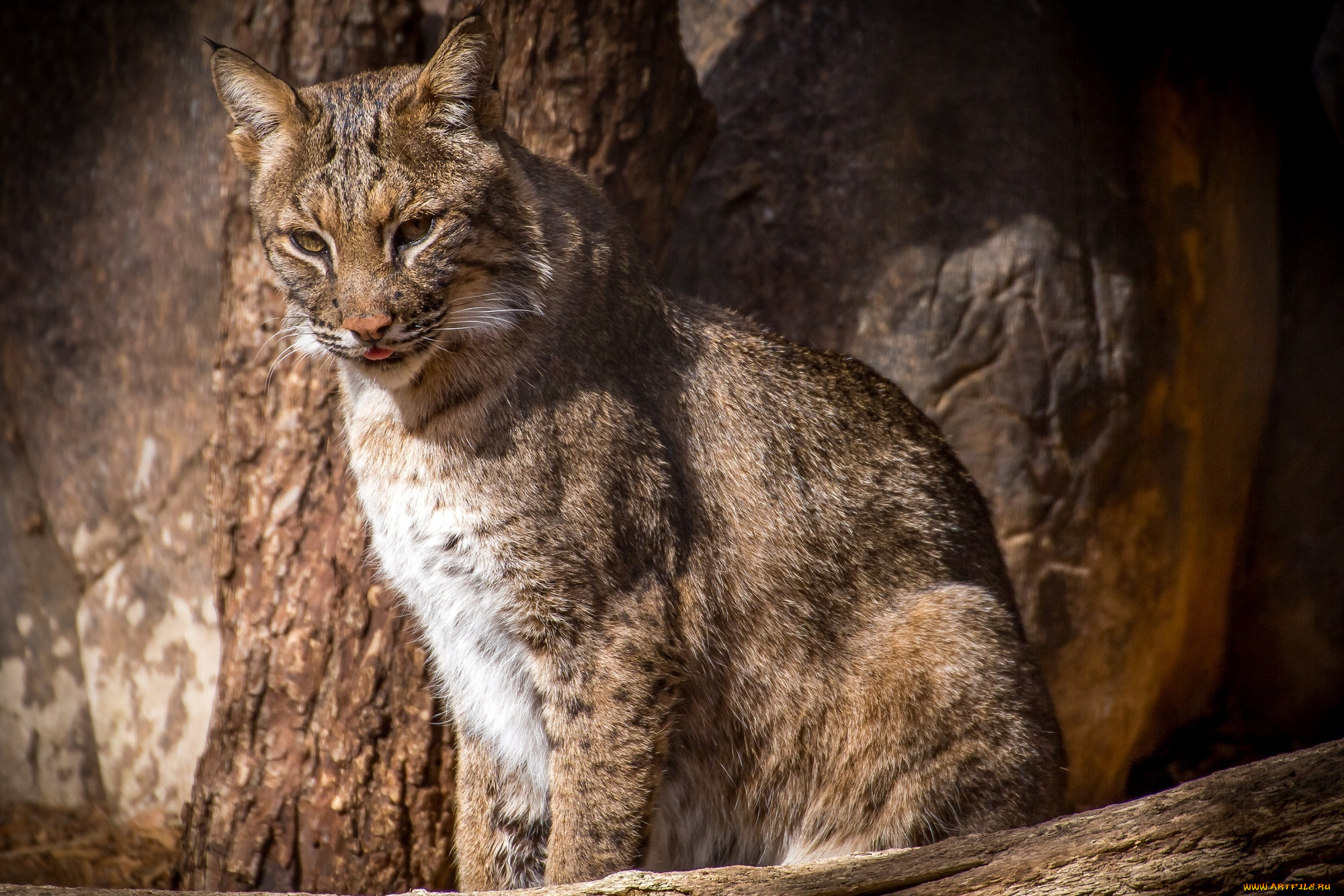 животные, рыси, кошка