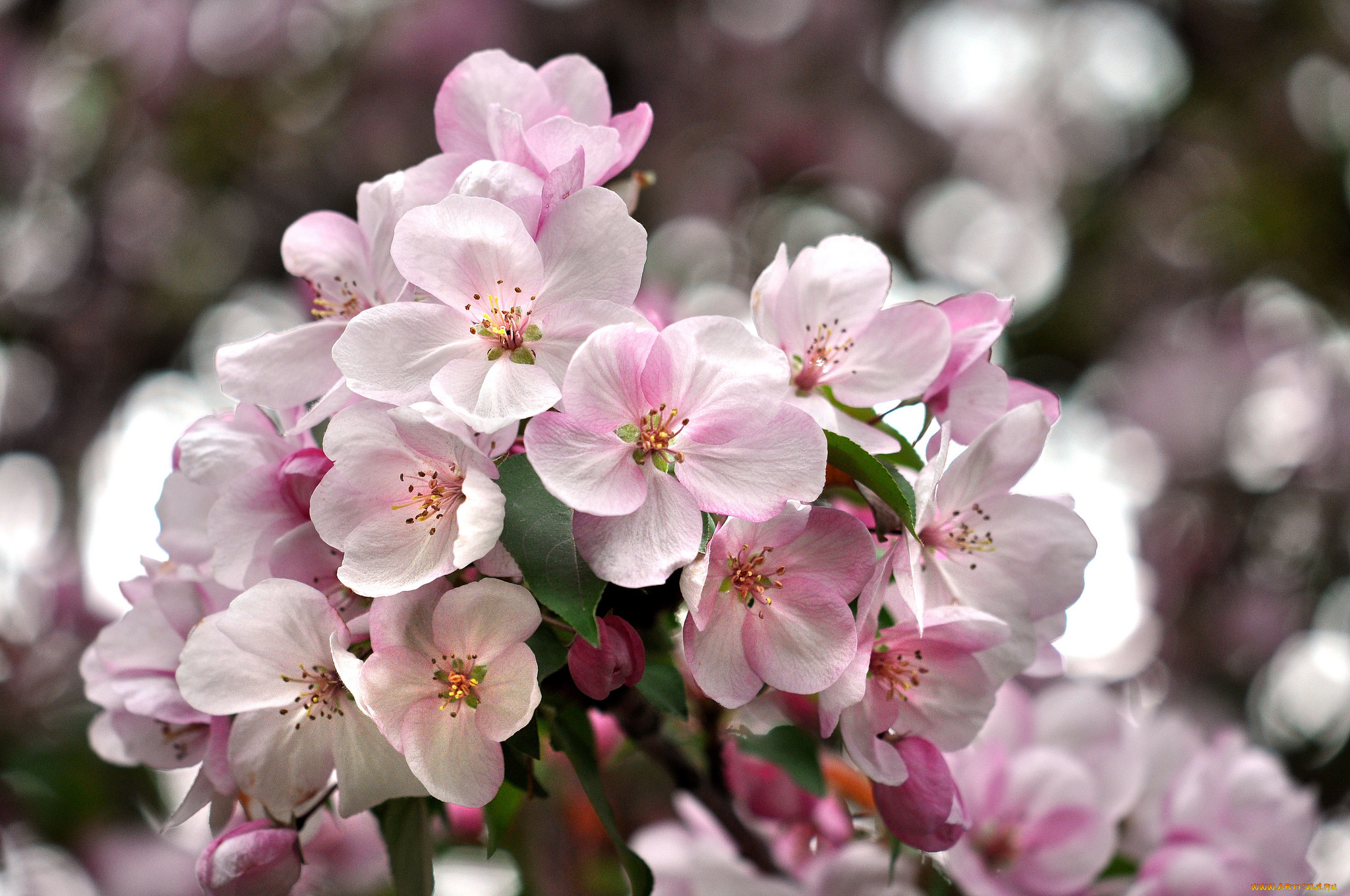 цветы, цветущие, деревья, , , кустарники, весна