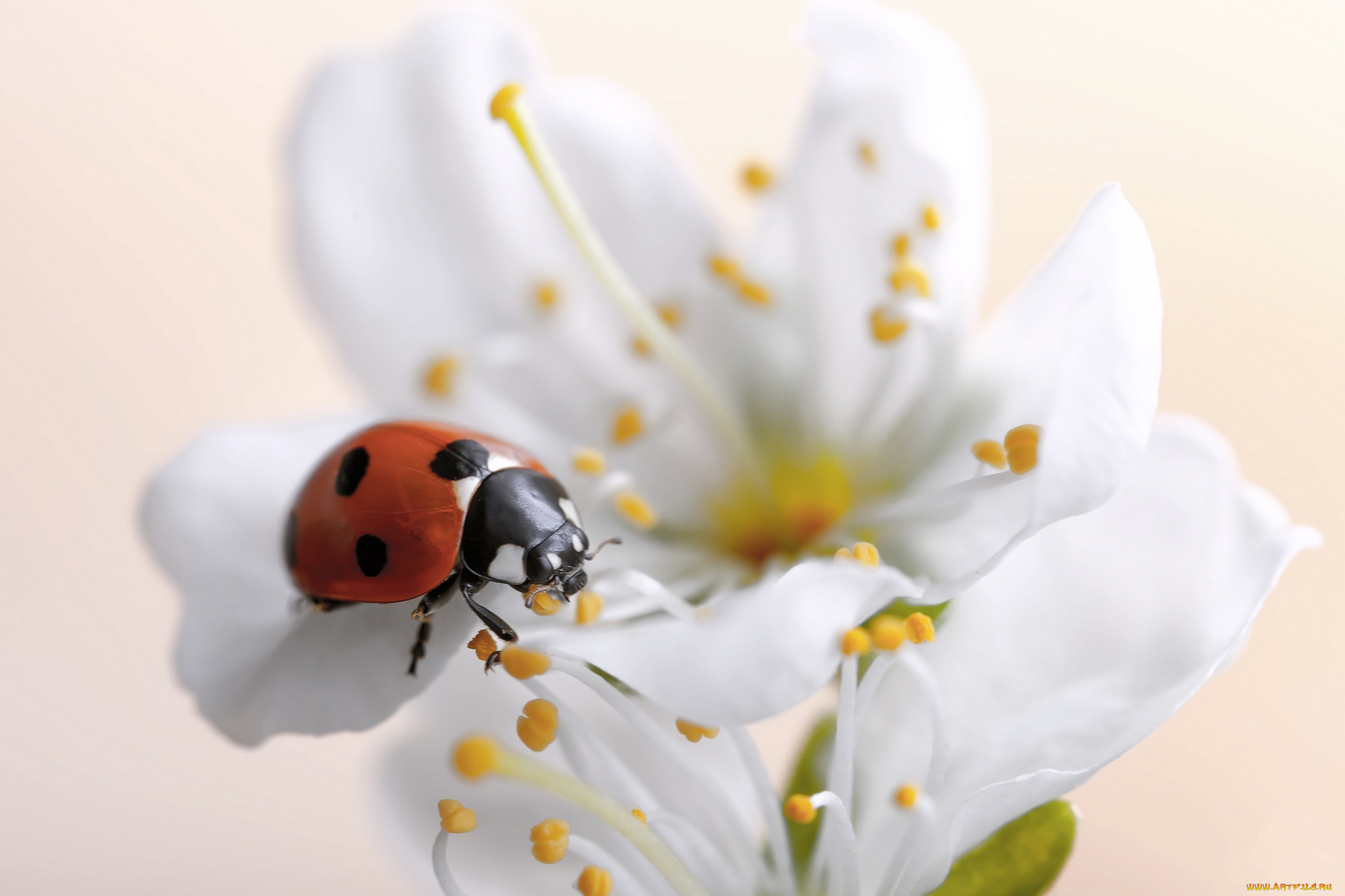 животные, божьи, коровки, цветок, божья, коровка