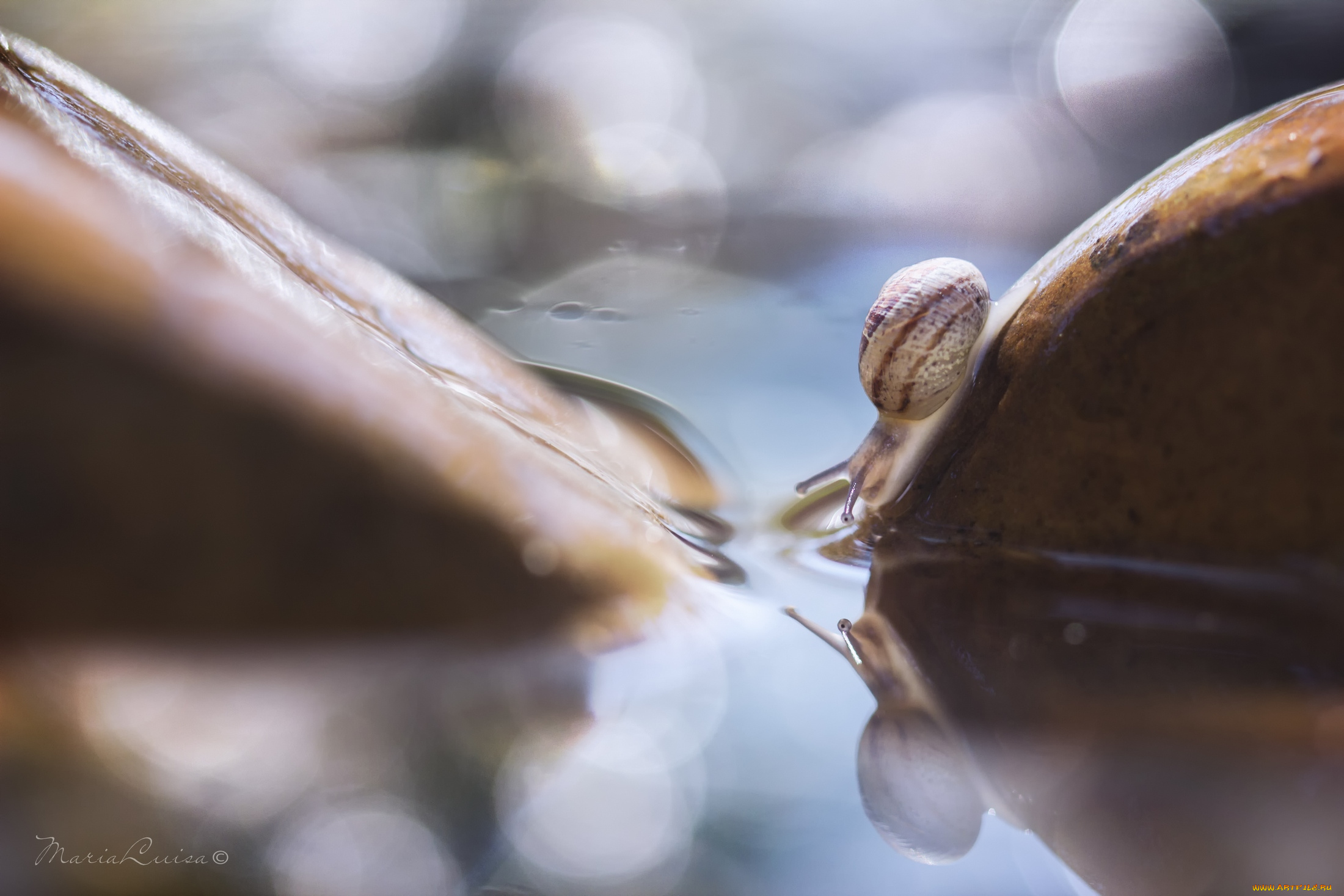 животные, улитки, камень, улитка