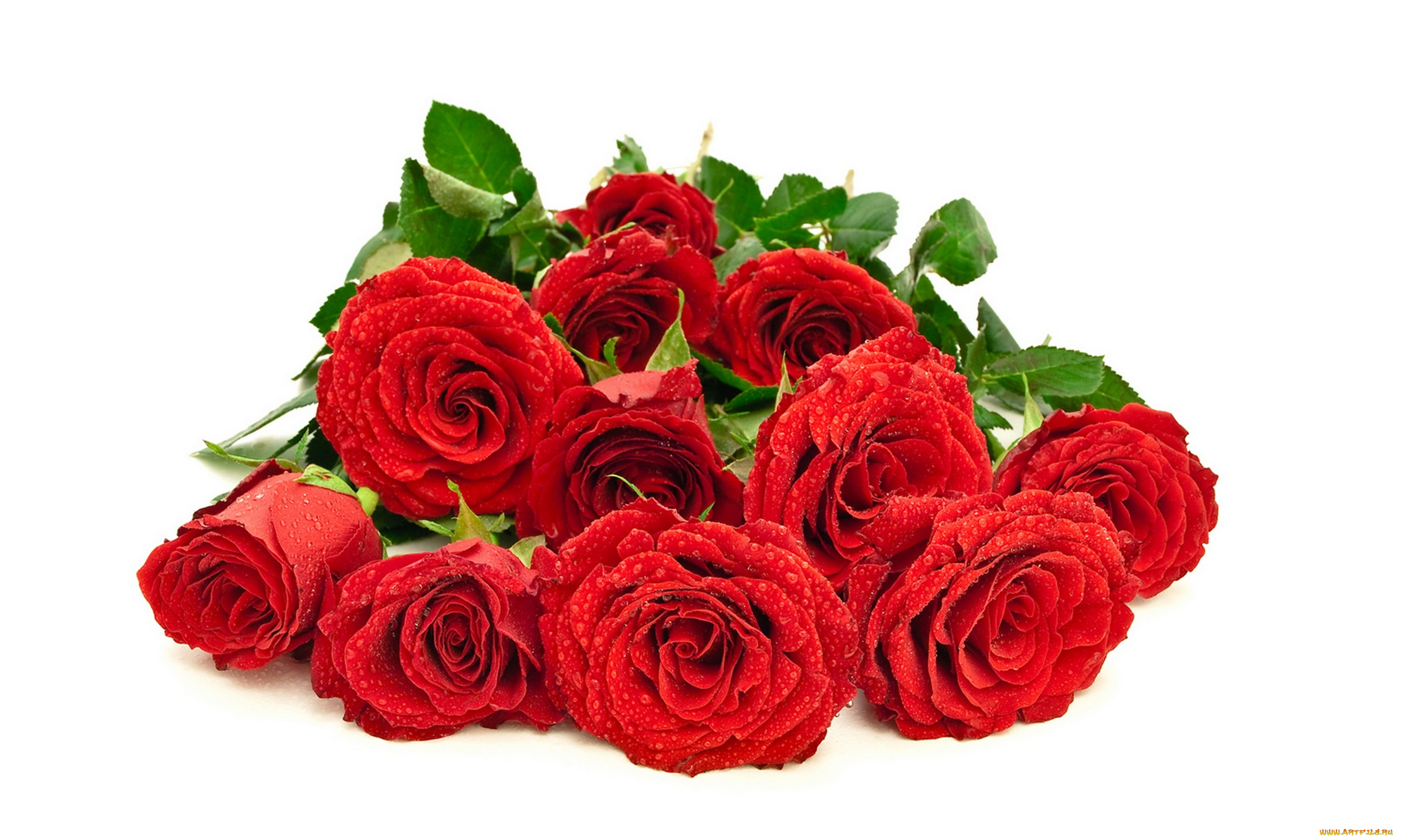 цветы, розы, красные