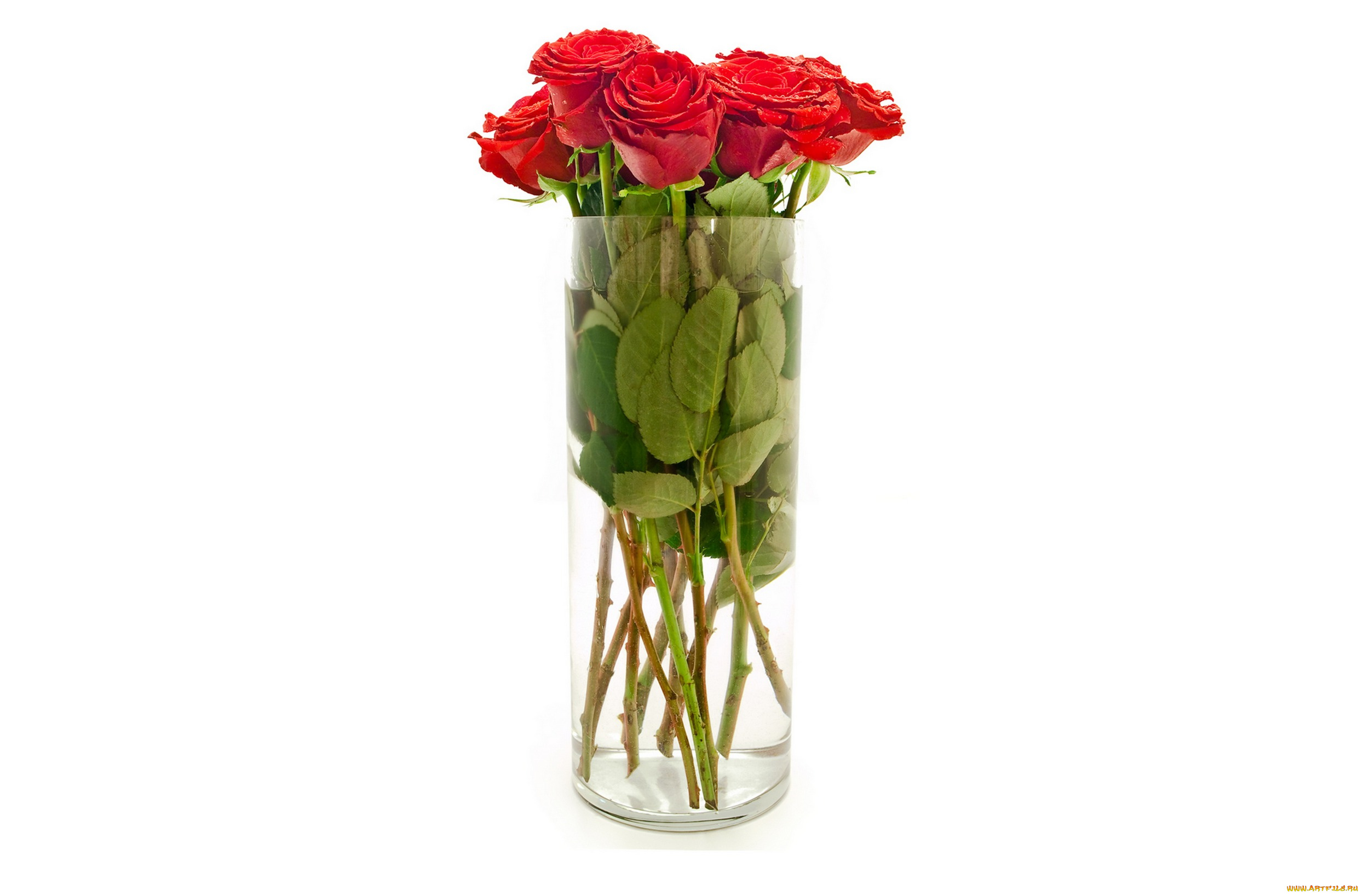 цветы, розы, красные