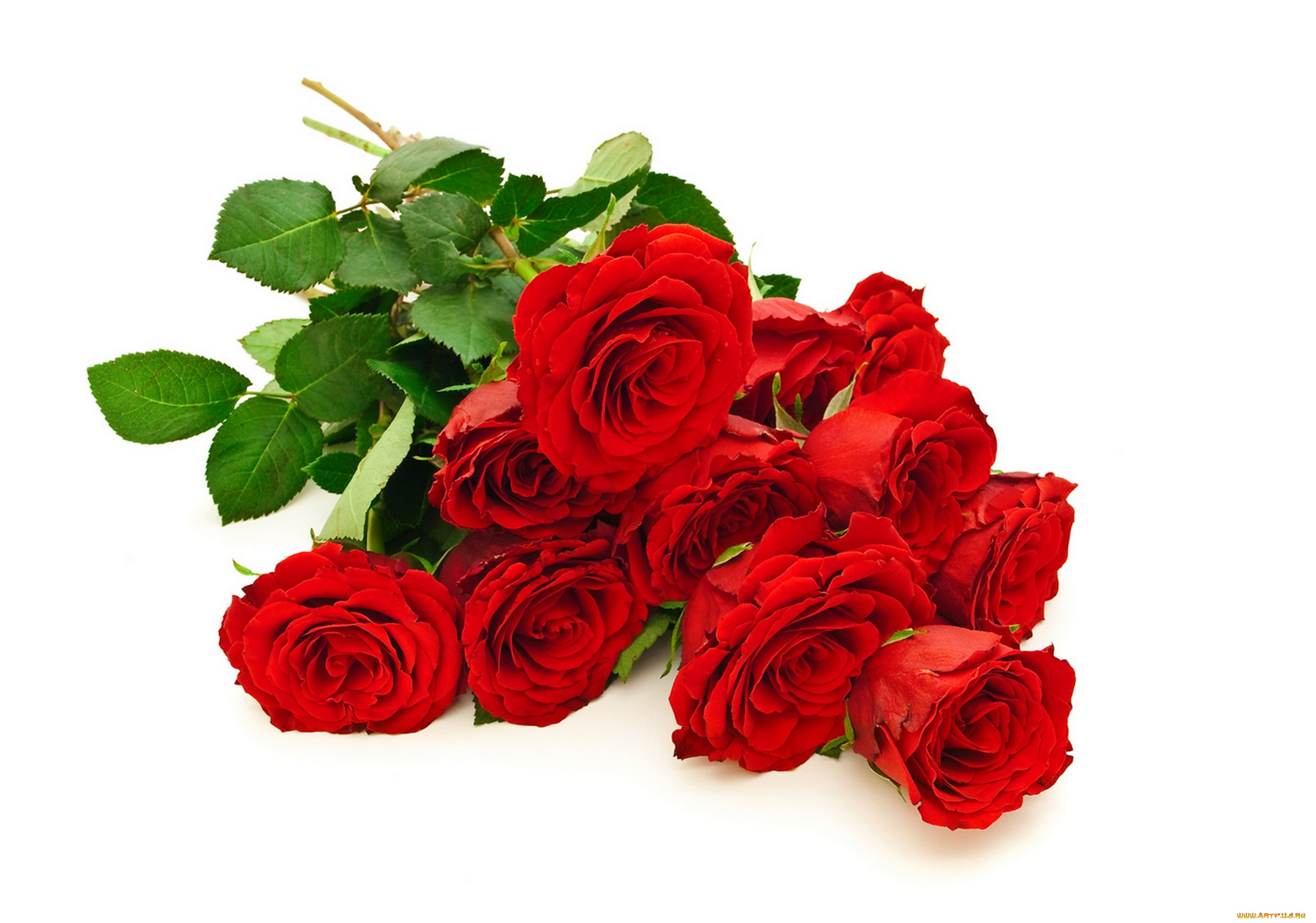 цветы, розы, красные