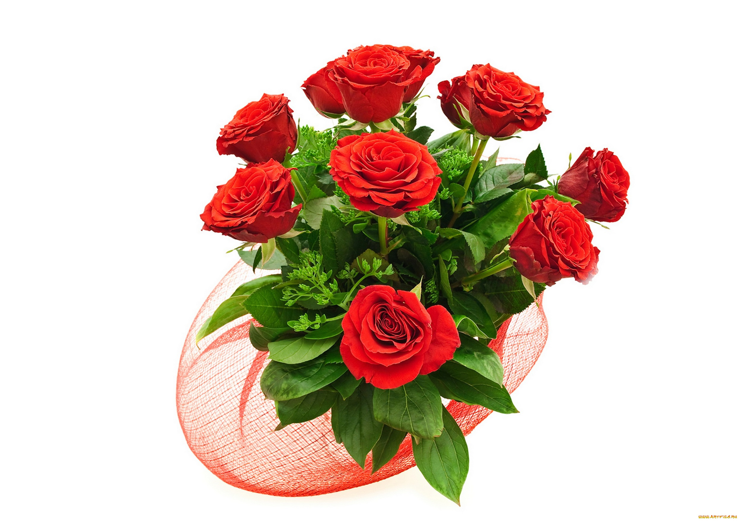 цветы, розы, красные