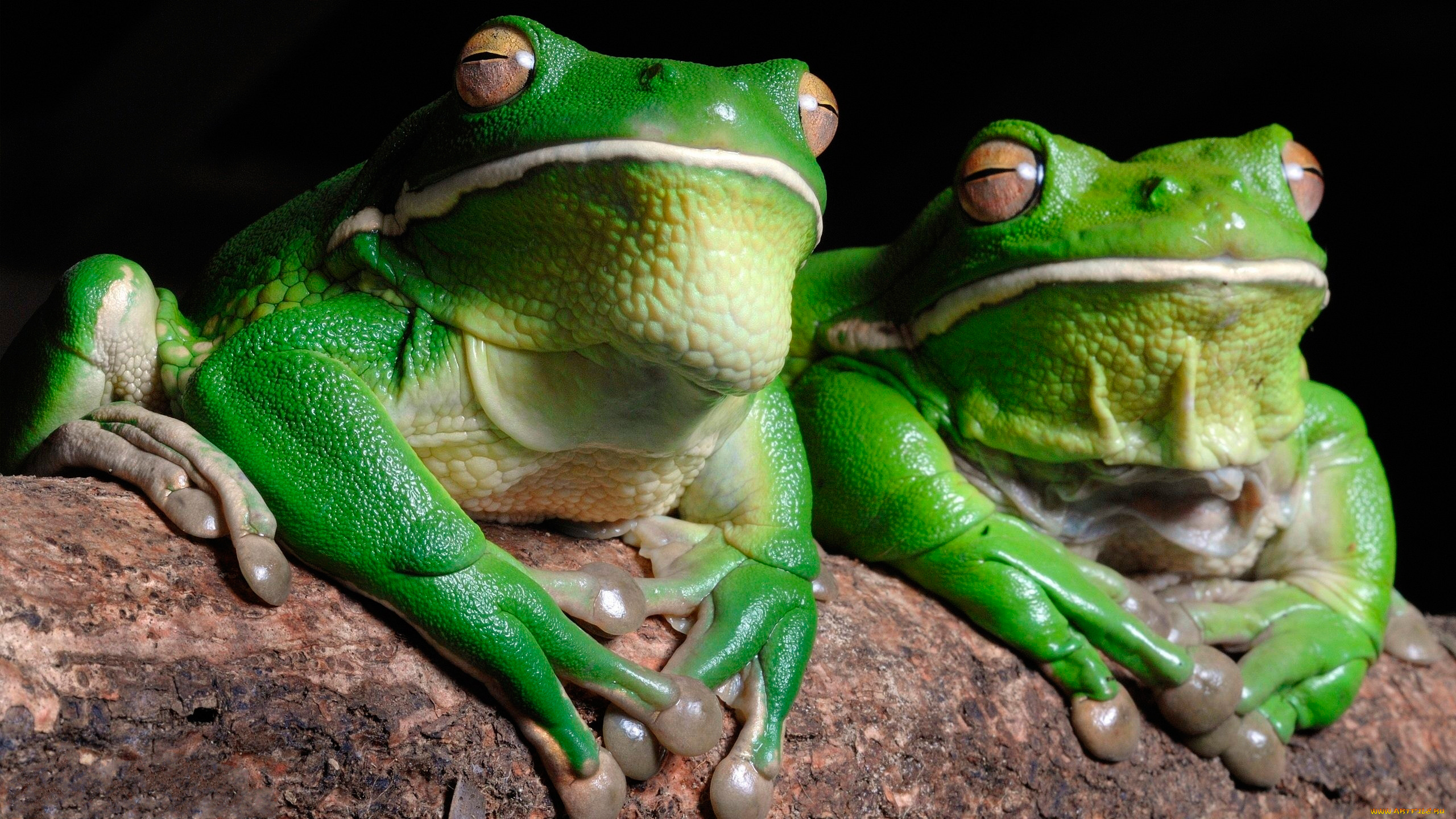 животные, лягушки, парочка