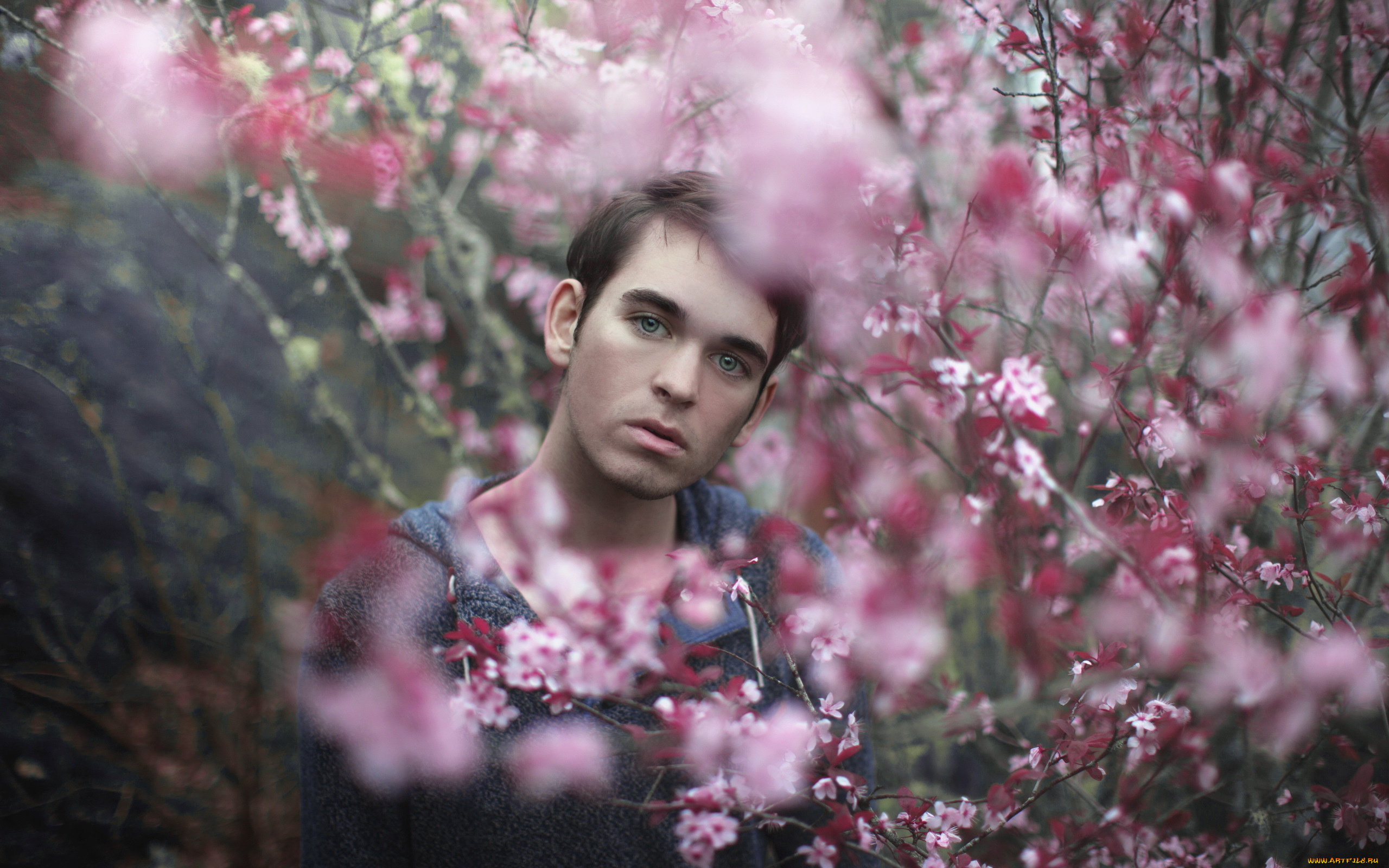 мужчины, -, unsort, сад, парень, взгляд, цветы, ветви