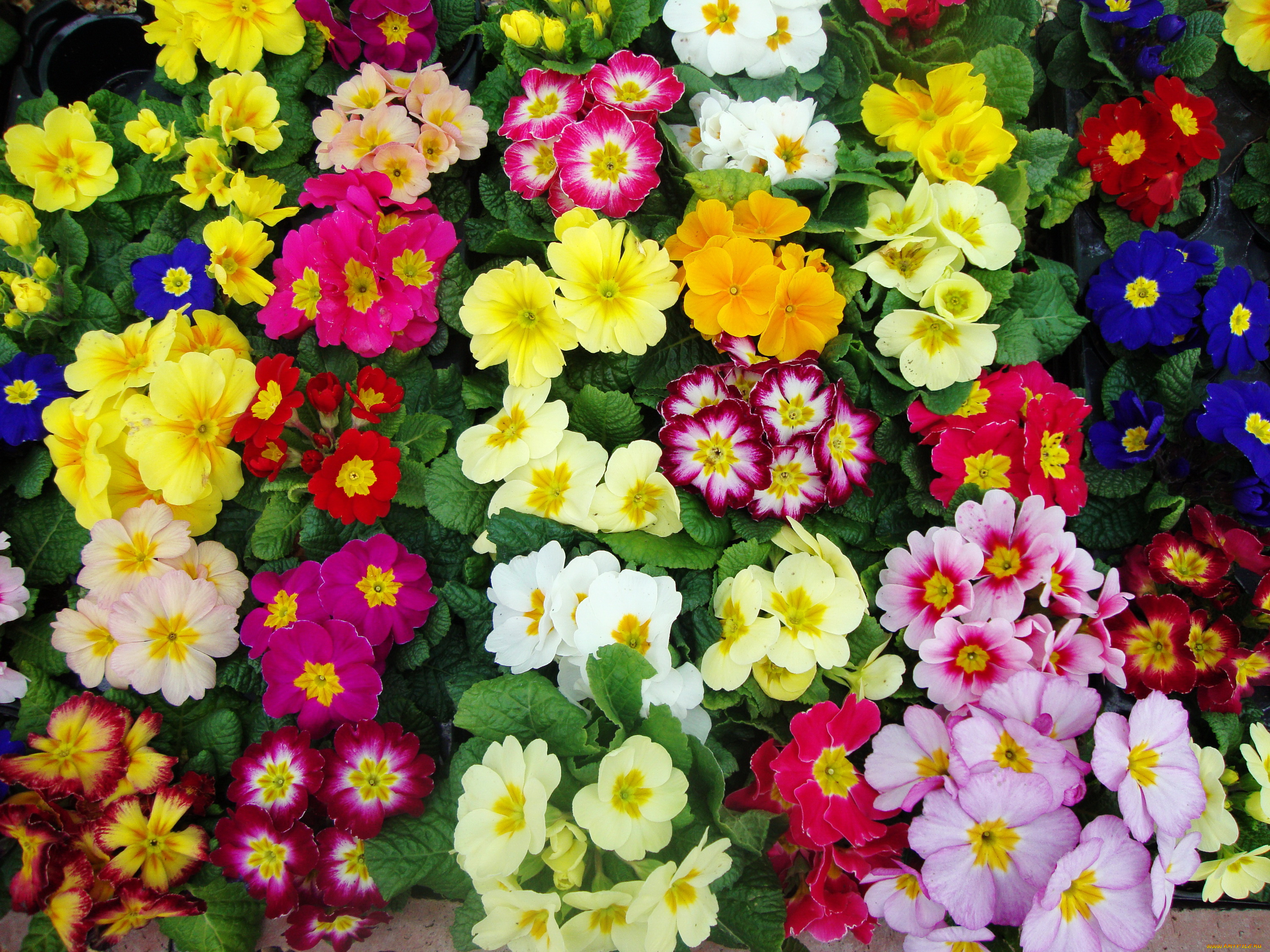 цветы, примулы, примула, много