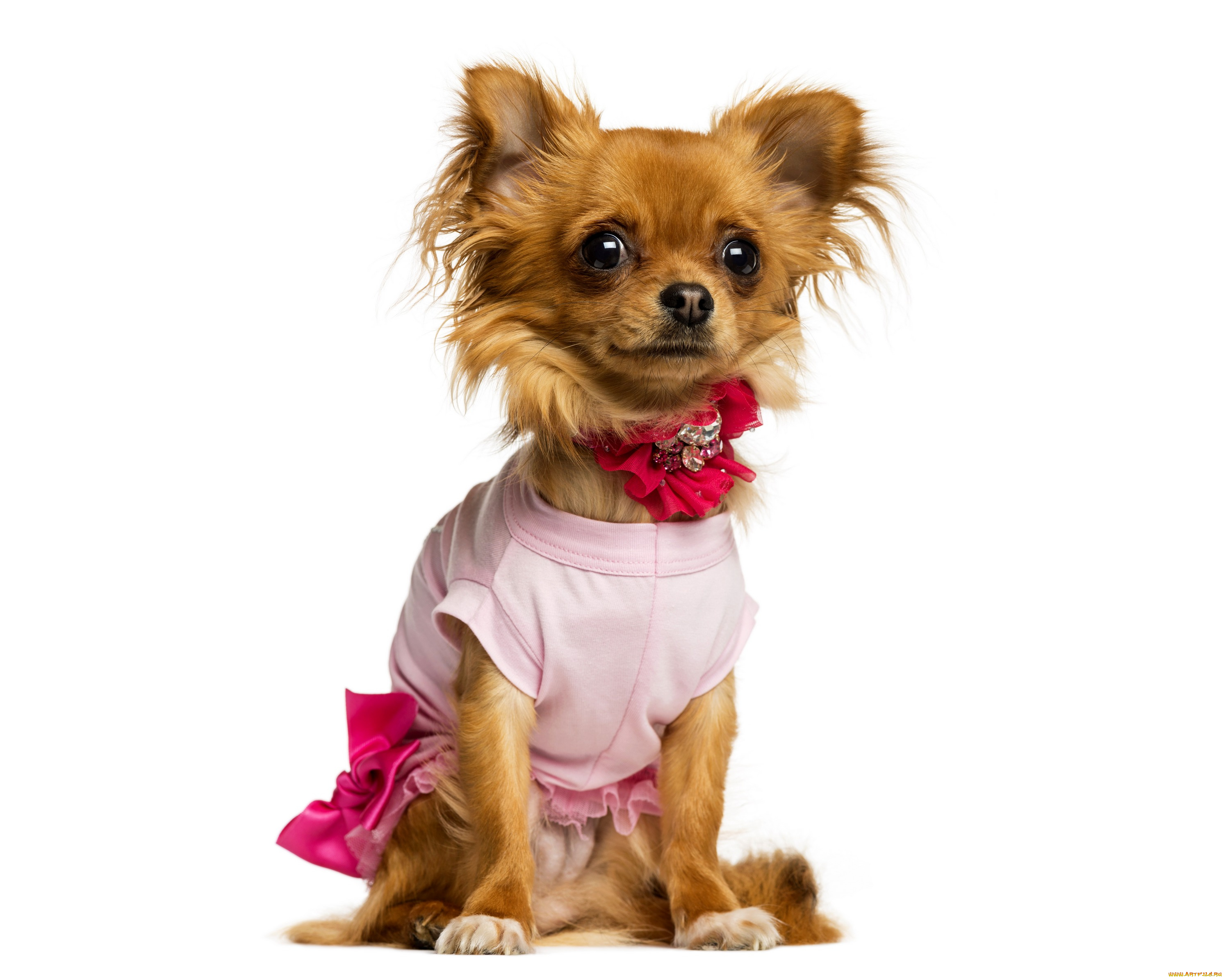 животные, собаки, собака